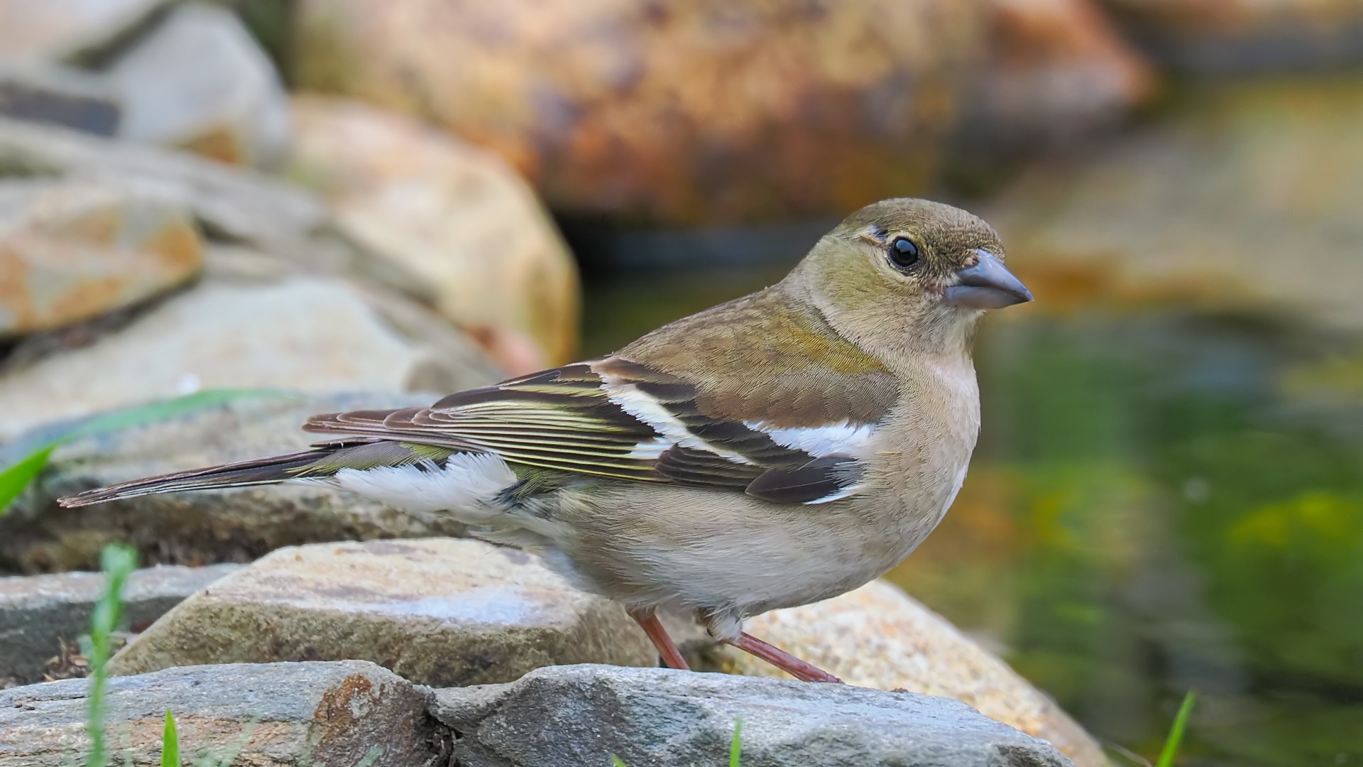 Nazwa:  zięba255125jf.jpg
Wyświetleń: 41
Rozmiar:  315,1 KB