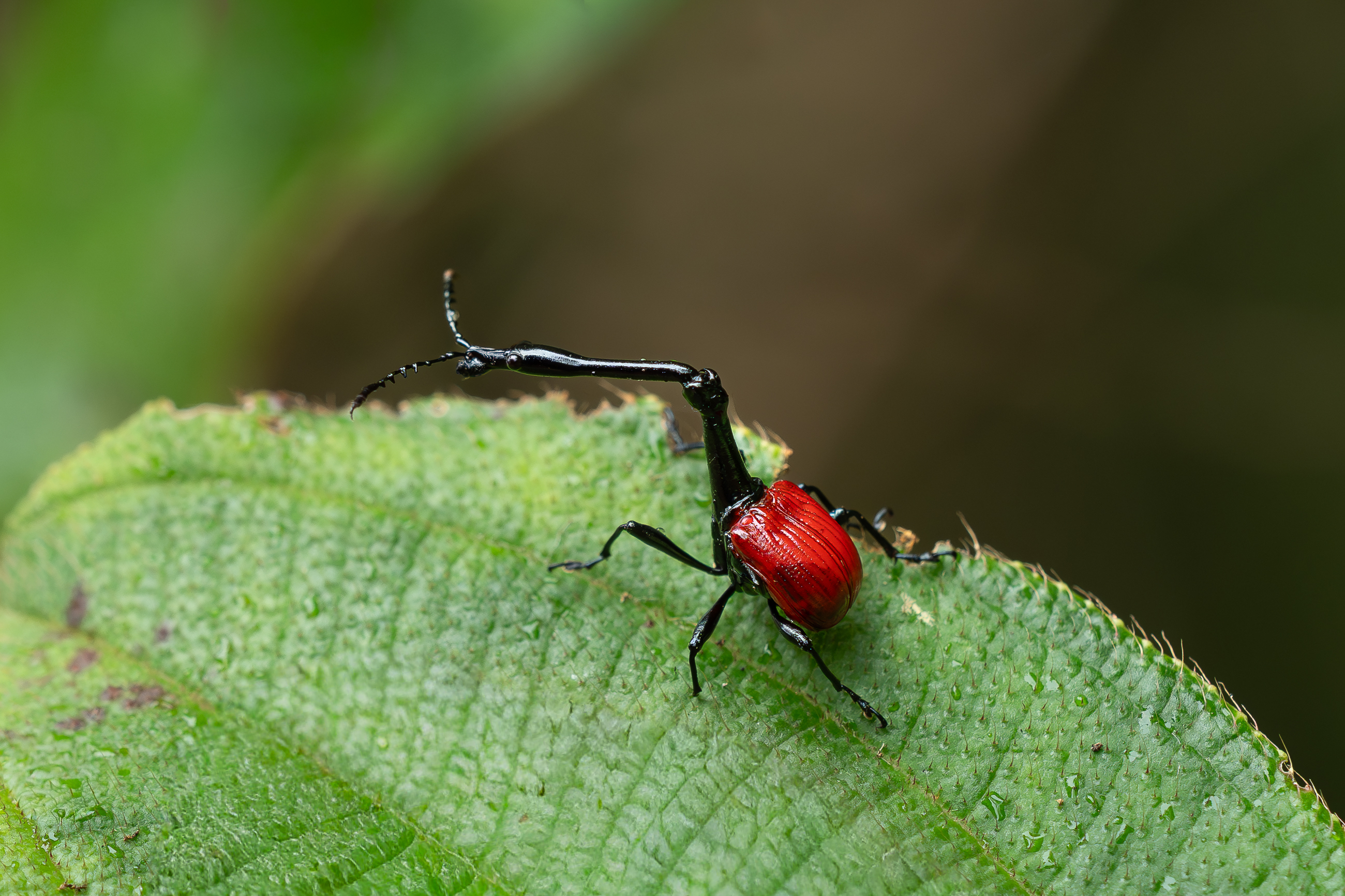 Nazwa:  PA310238.jpg
Wyświetleń: 86
Rozmiar:  2,43 MB