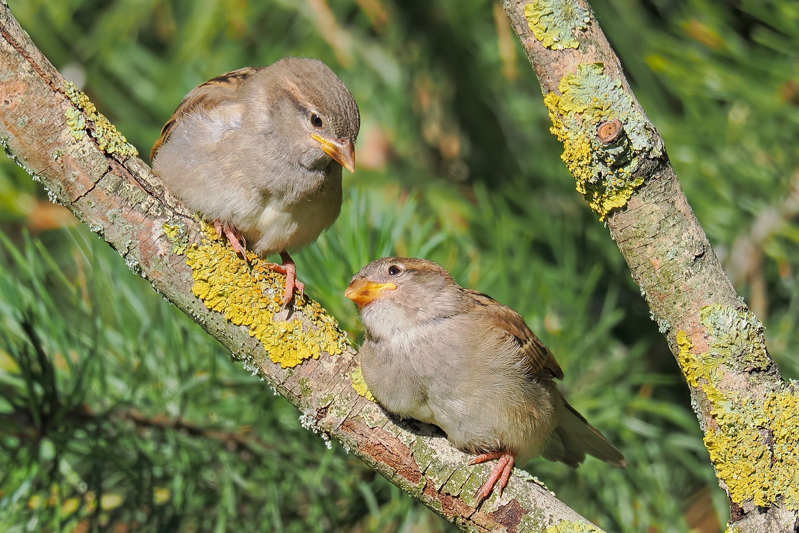 Nazwa:  wróble270031jf.jpg
Wyświetleń: 16
Rozmiar:  523,3 KB