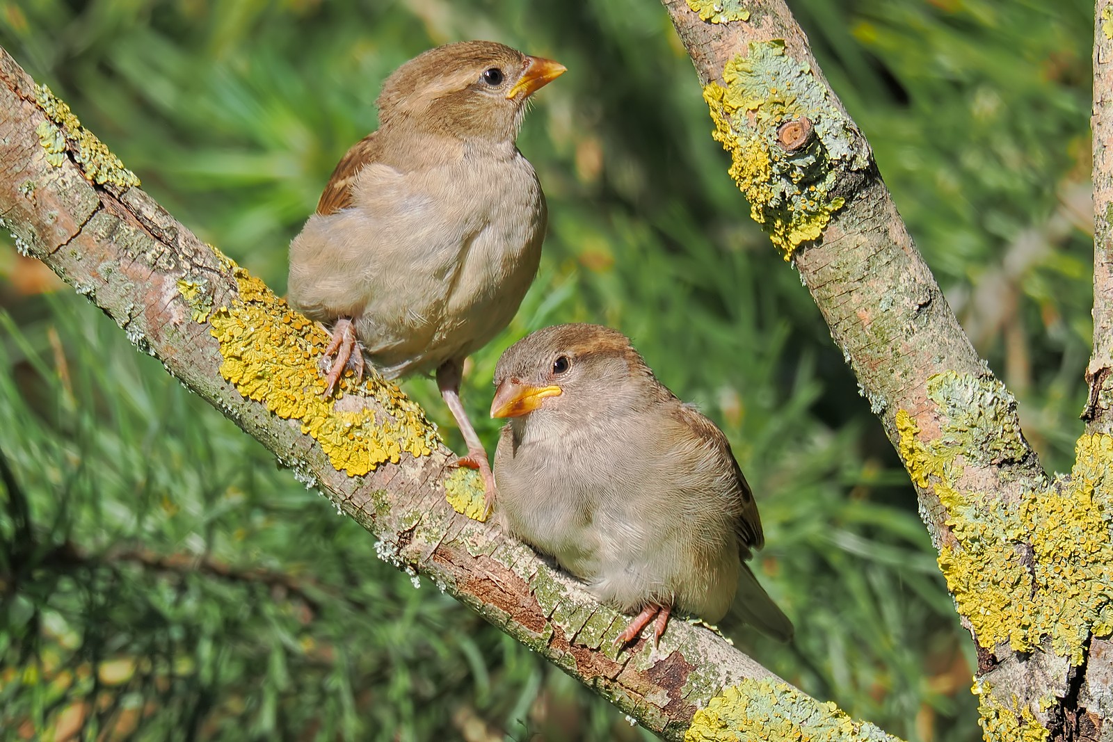 Nazwa:  wróble270077jf.jpg
Wyświetleń: 16
Rozmiar:  517,5 KB