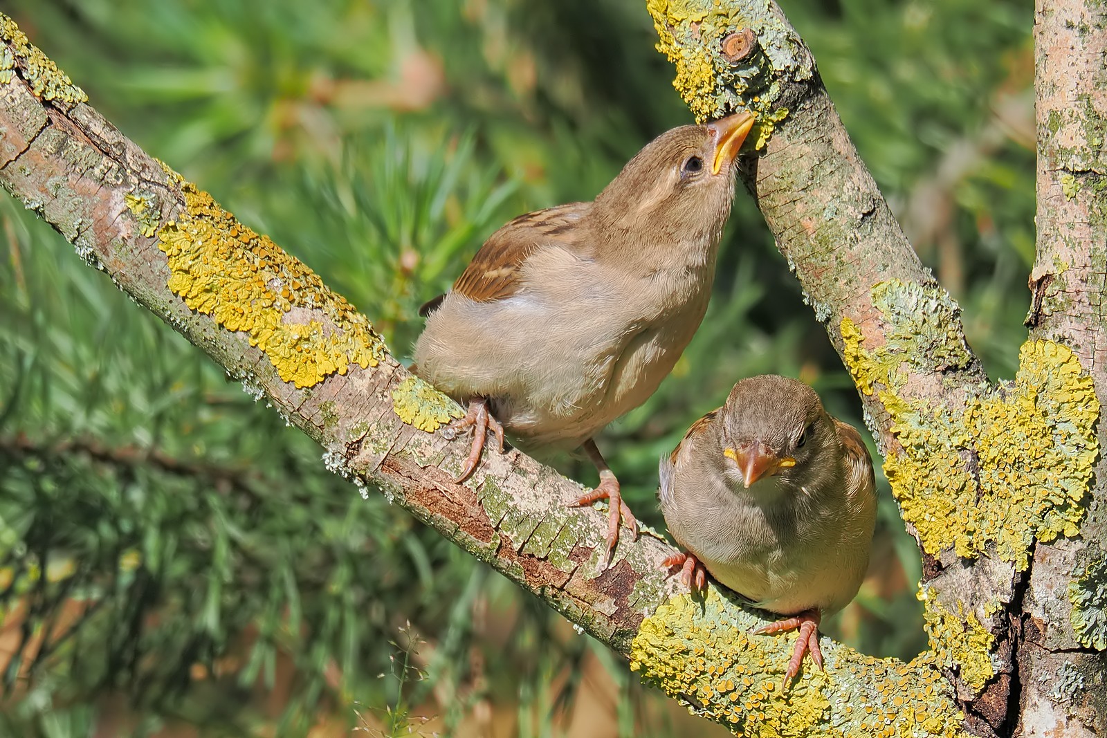 Nazwa:  wróble270080jf.jpg
Wyświetleń: 17
Rozmiar:  576,0 KB