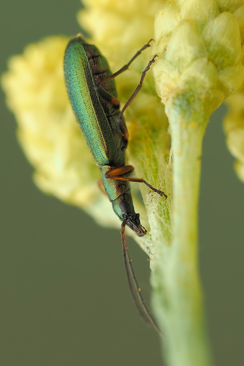 Nazwa:  przyzłotka zmiennobarwna101153mf.jpg
Wyświetleń: 70
Rozmiar:  111,8 KB