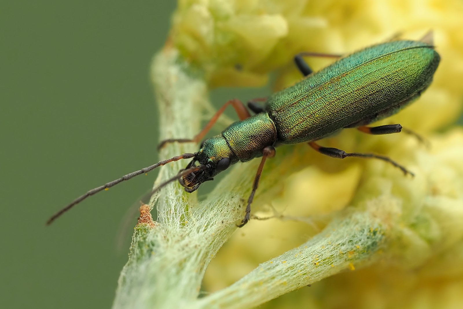 Nazwa:  przyzłotka zmiennobarwna101196mf.jpg
Wyświetleń: 74
Rozmiar:  233,3 KB