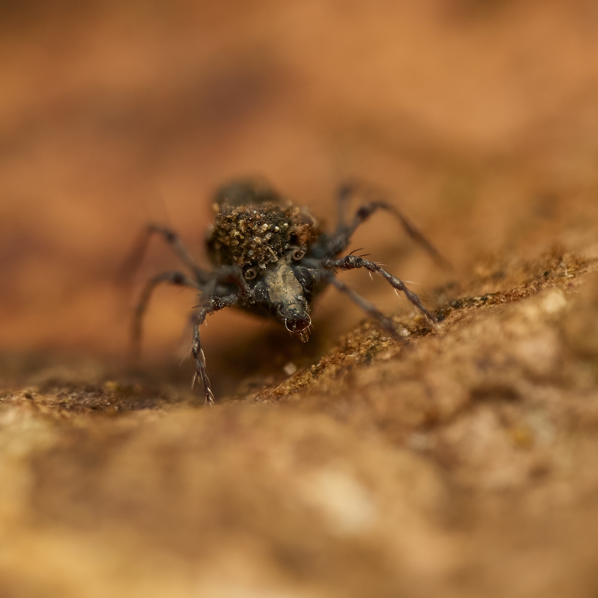 Nazwa:  Damaeus sp.'.jpeg
Wyświetleń: 14
Rozmiar:  710,0 KB