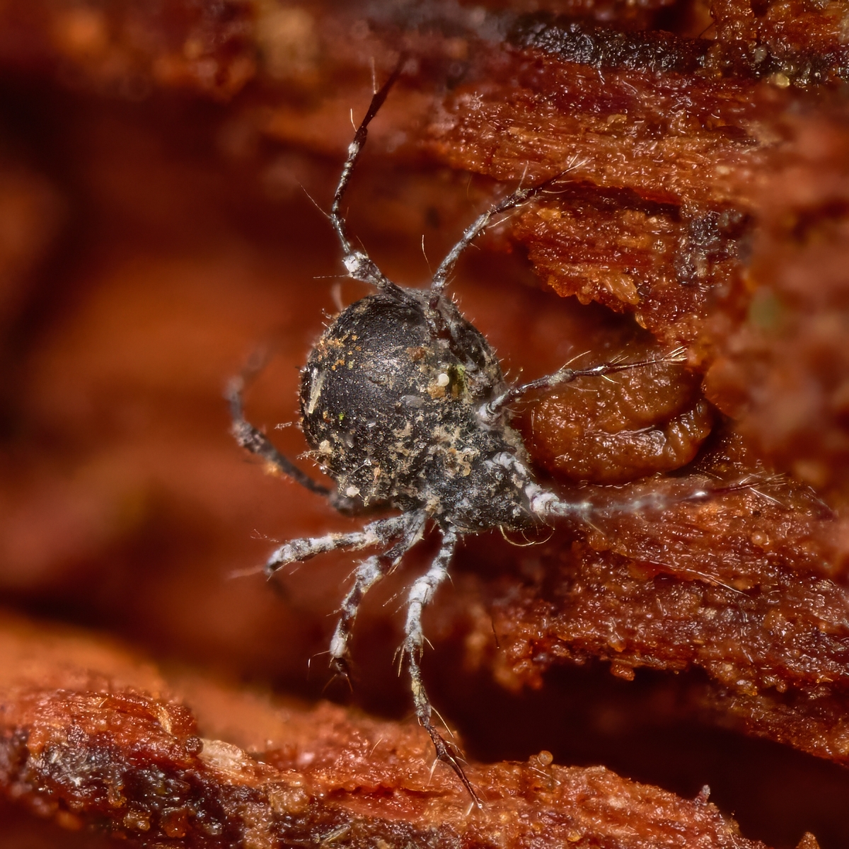 Nazwa:  Damaeus sp. 2''.jpeg
Wyświetleń: 15
Rozmiar:  1,06 MB