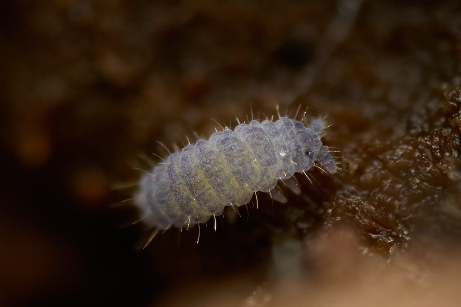 Nazwa:  Neanura sp.'.jpeg
Wyświetleń: 15
Rozmiar:  846,0 KB