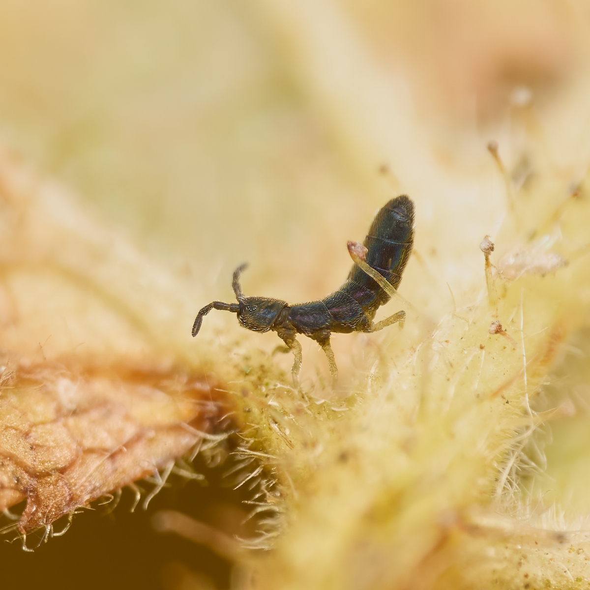 Nazwa:  Vertagopus sp.'.jpeg
Wyświetleń: 15
Rozmiar:  707,9 KB