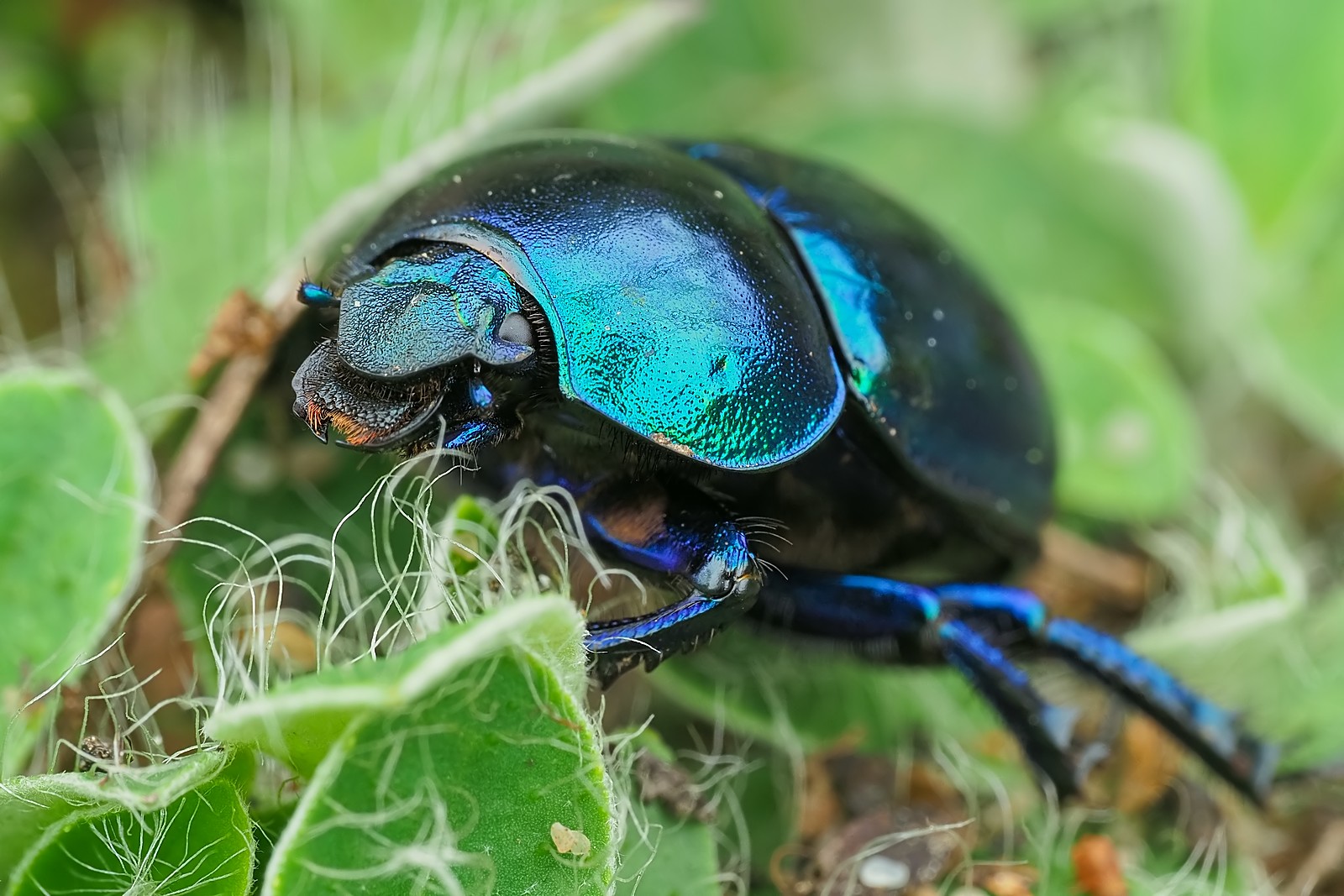 Nazwa:  żuk101442mf.jpg
Wyświetleń: 63
Rozmiar:  320,5 KB