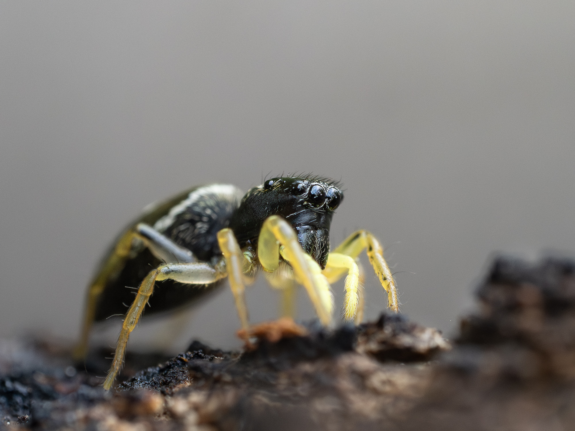 Nazwa:  Heliophanus sp. - Lśniś - 20250502_131226_2000.jpg
Wyświetleń: 50
Rozmiar:  1,38 MB