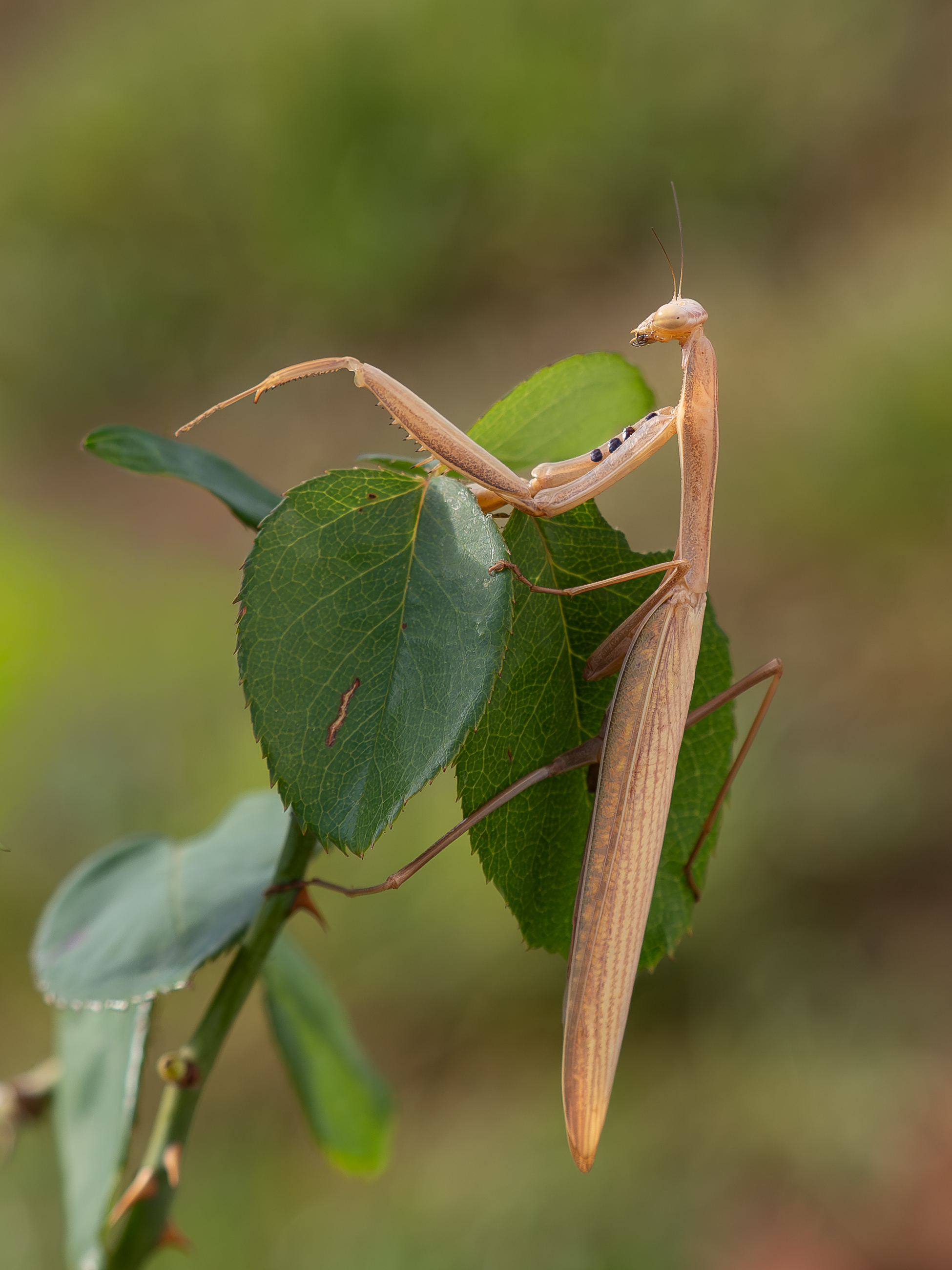 Nazwa:  PB070847-2.jpg
Wyświetleń: 48
Rozmiar:  1,74 MB
