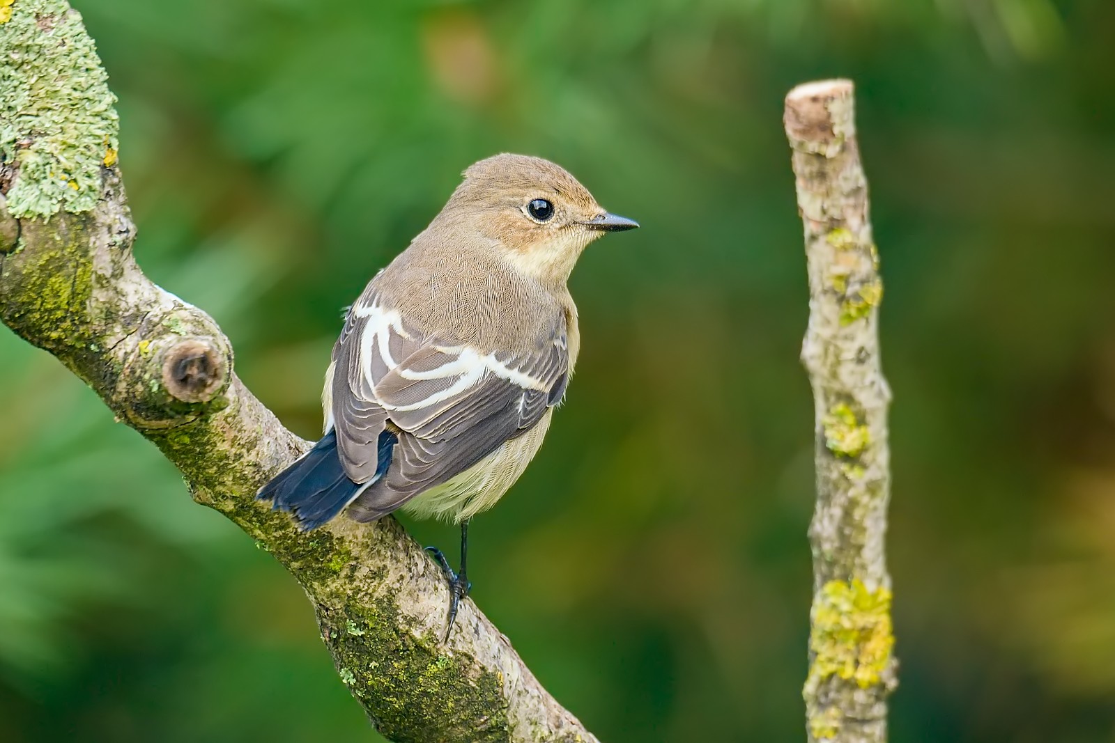 Nazwa:  muchołówka żałobna332319jrf.jpg
Wyświetleń: 110
Rozmiar:  267,1 KB