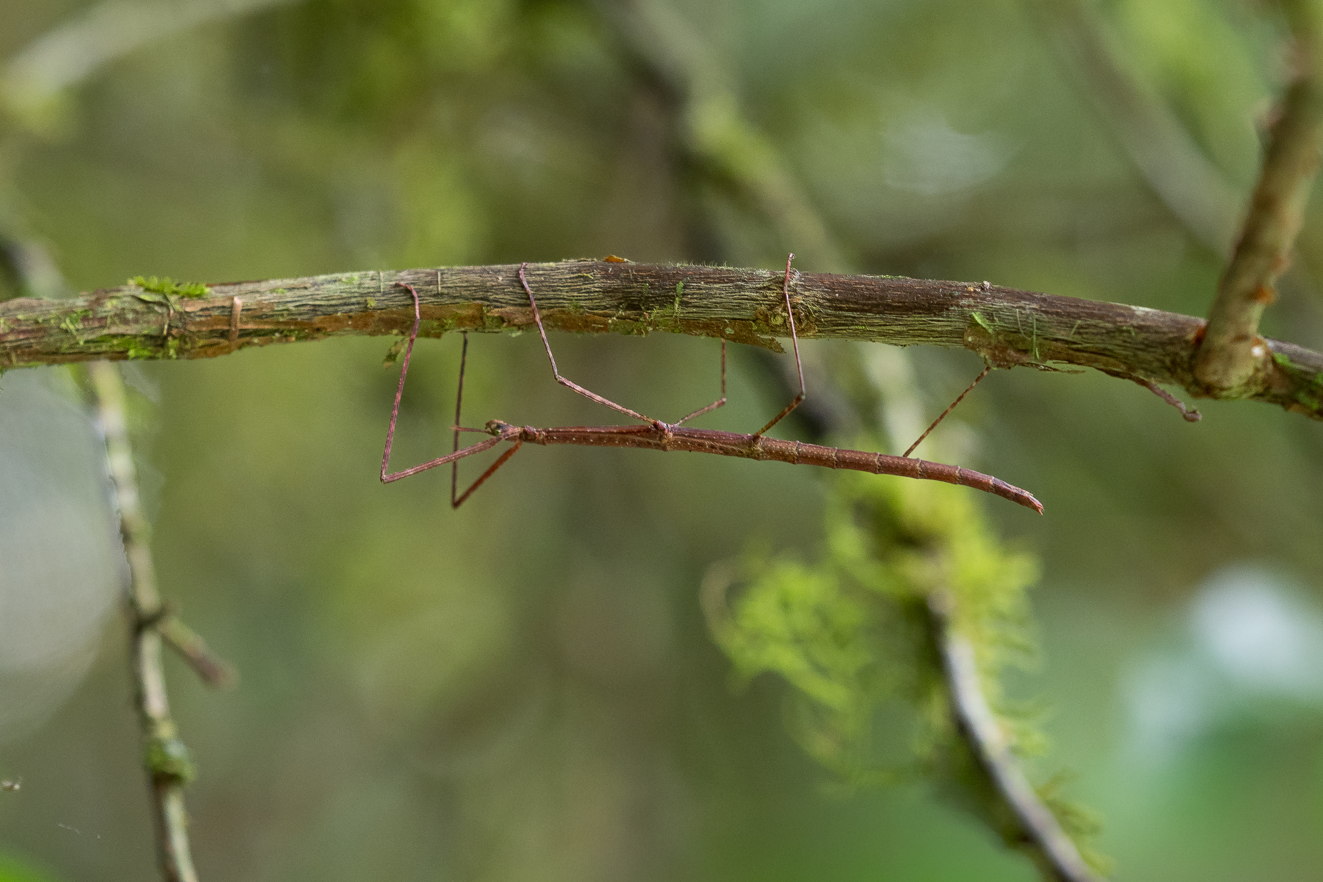 Nazwa:  PA310161.jpg
Wyświetleń: 64
Rozmiar:  2,96 MB