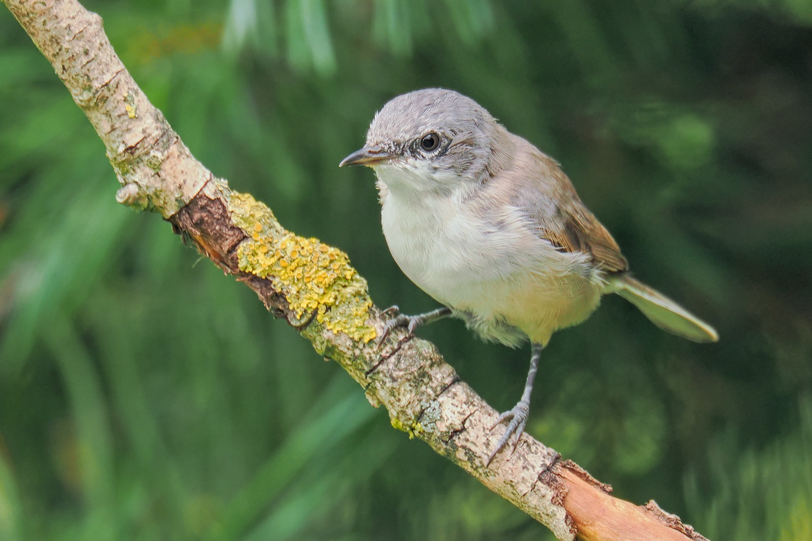 Nazwa:  piegża309524jf.jpg
Wyświetleń: 101
Rozmiar:  292,6 KB