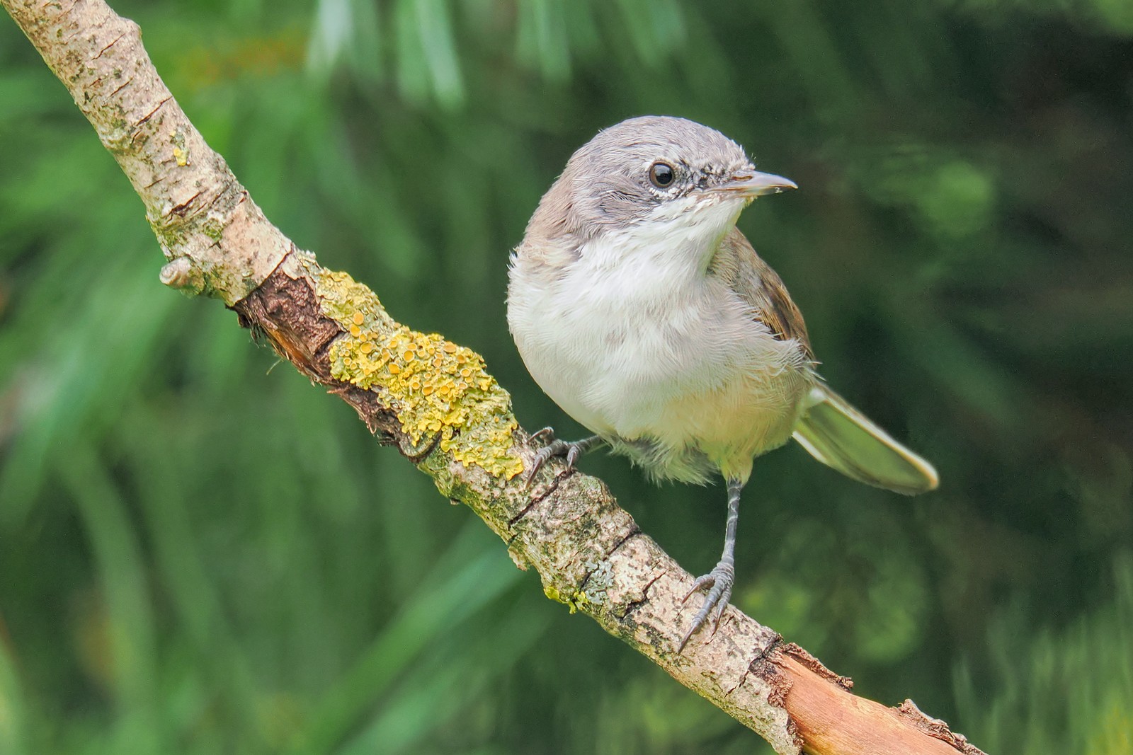 Nazwa:  piegża309529jf.jpg
Wyświetleń: 99
Rozmiar:  331,9 KB