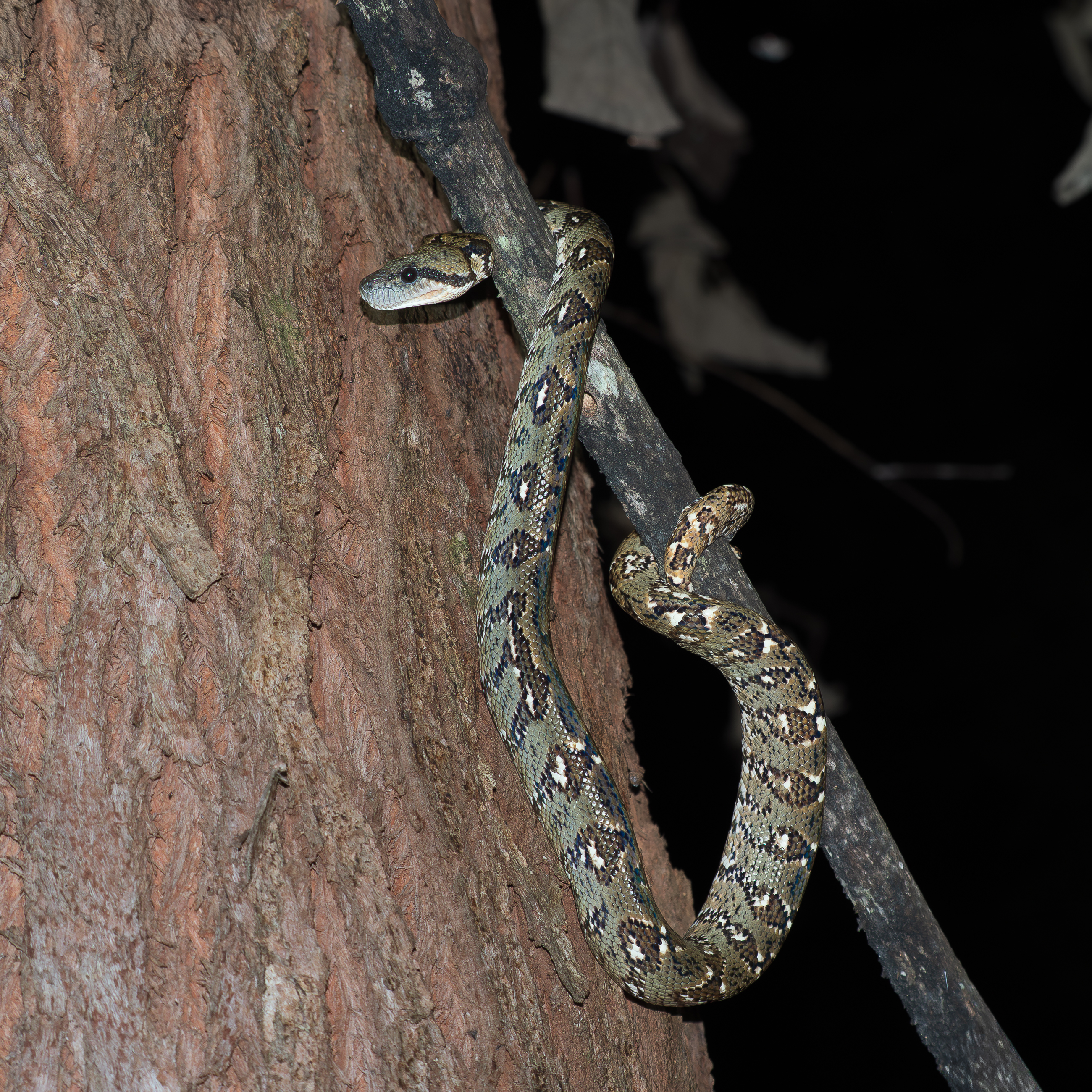 Nazwa:  PB111444.jpg
Wyświetleń: 51
Rozmiar:  5,48 MB