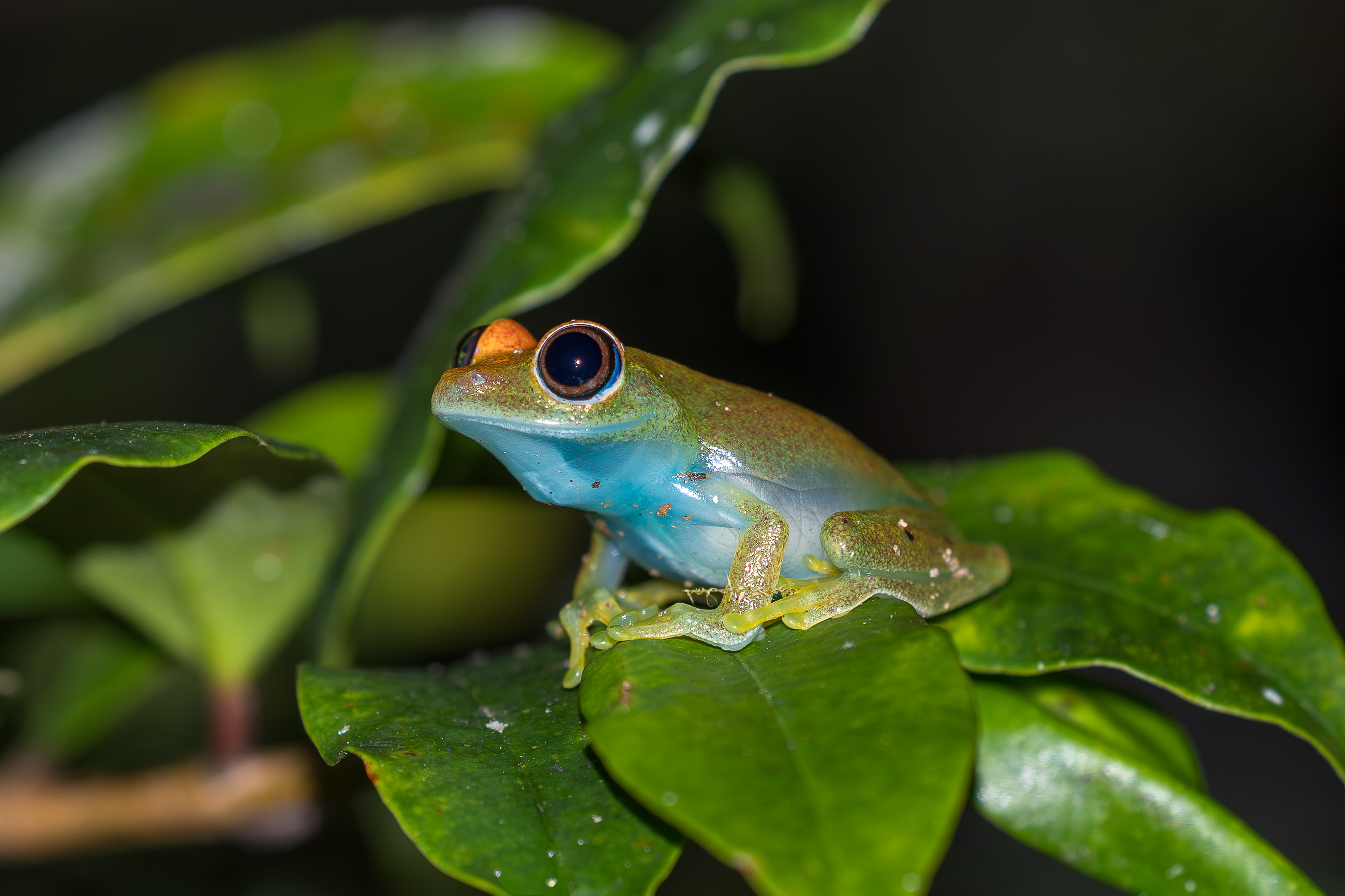 Nazwa:  PB111452-2.jpg
Wyświetleń: 51
Rozmiar:  1,78 MB