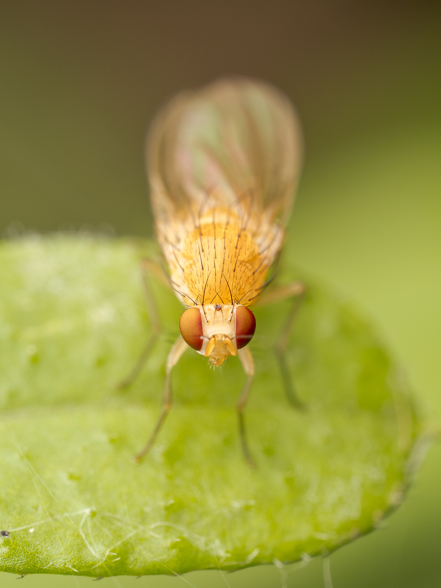 Nazwa:  Meiosimyza sp. - 20250531_104857_2000.jpg
Wyświetleń: 29
Rozmiar:  913,6 KB