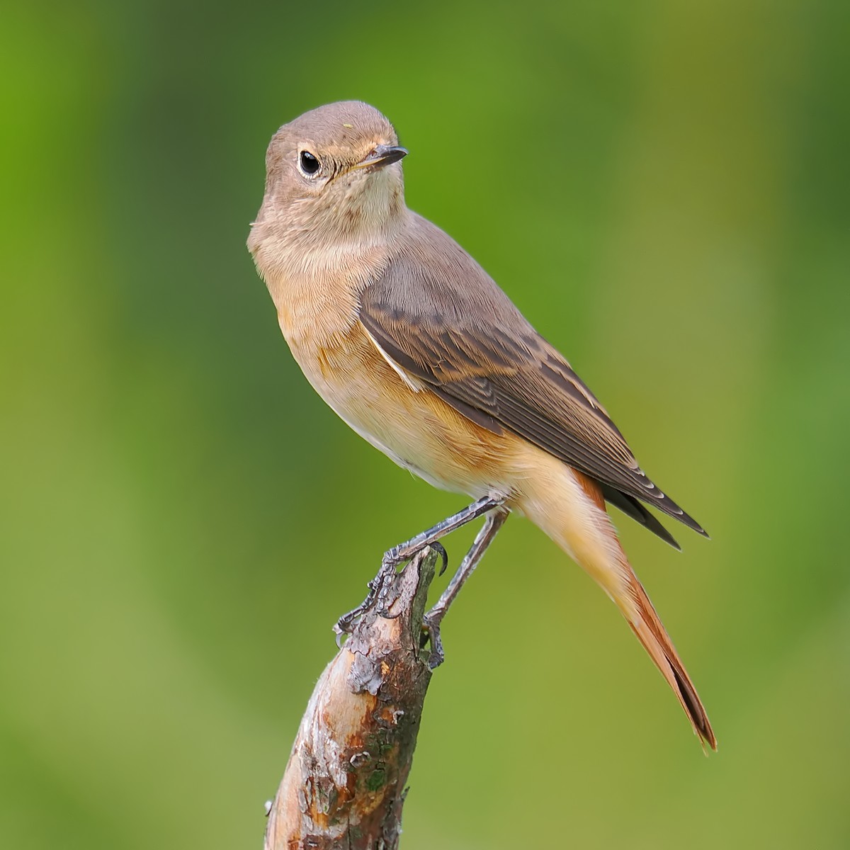 Nazwa:  pleszka294515jf.jpg
Wyświetleń: 70
Rozmiar:  159,2 KB