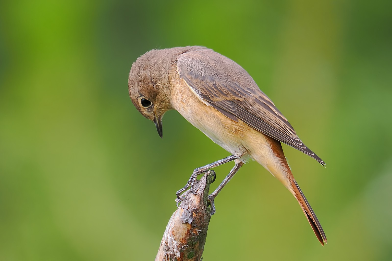Nazwa:  pleszka294531jf.jpg
Wyświetleń: 67
Rozmiar:  190,7 KB
