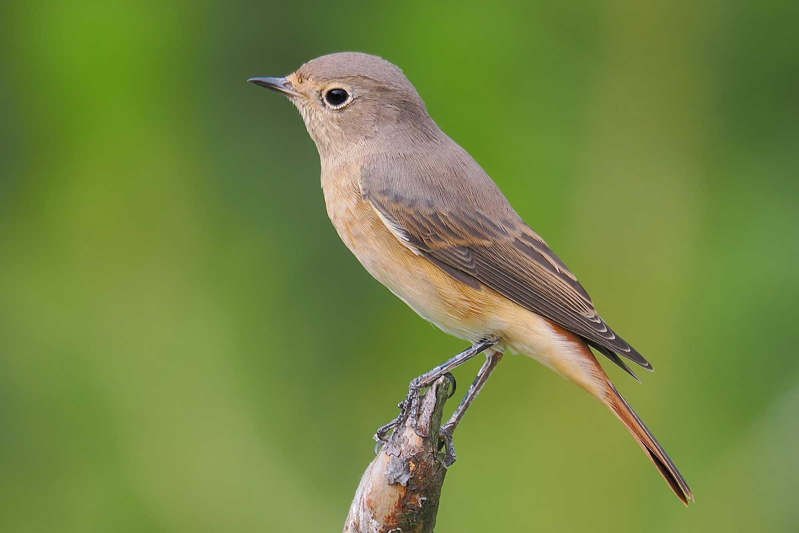 Nazwa:  pleszka294598jf.jpg
Wyświetleń: 67
Rozmiar:  181,7 KB