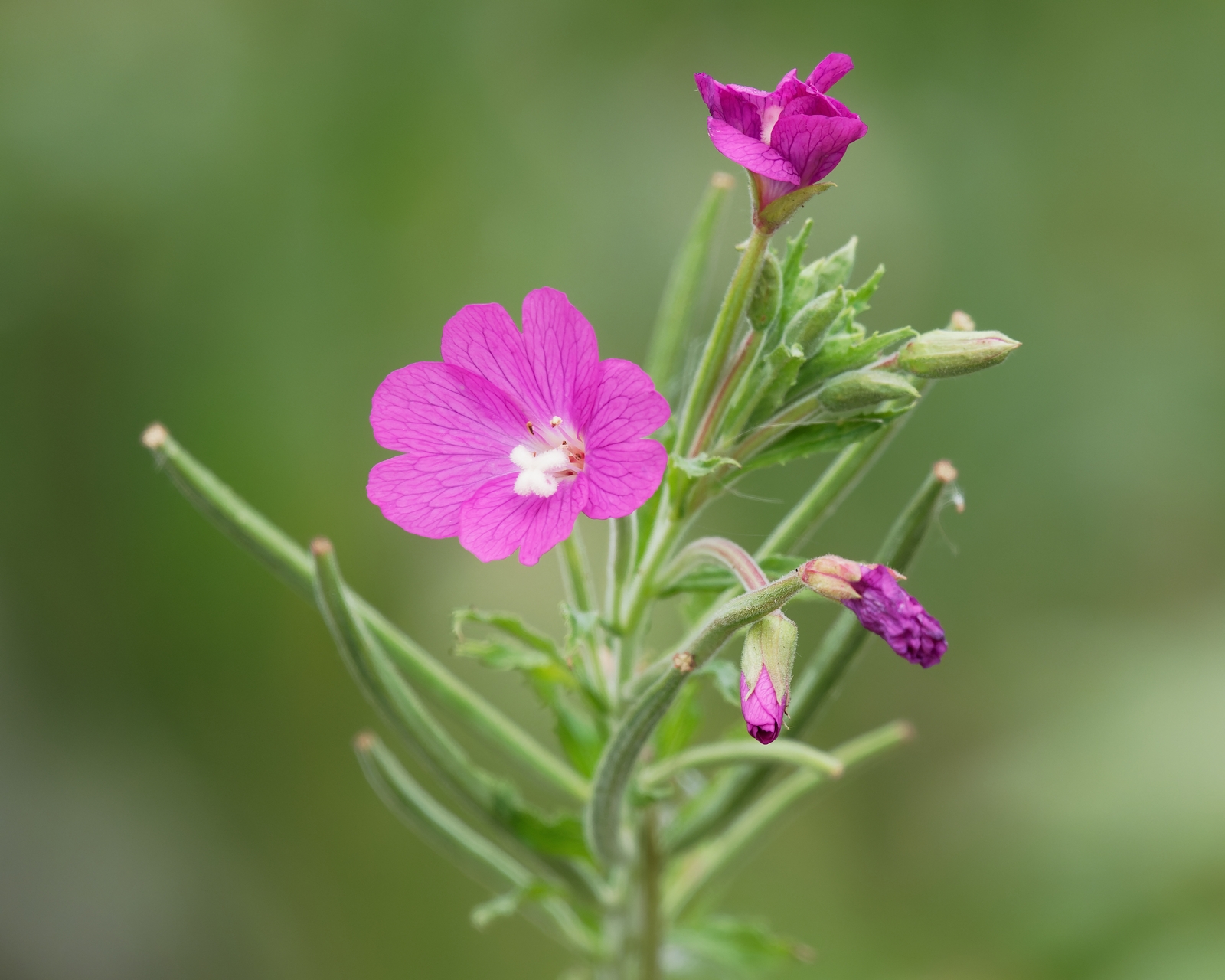 Nazwa:  wierzbownica kosmata.jpg
Wyświetleń: 13
Rozmiar:  943,2 KB