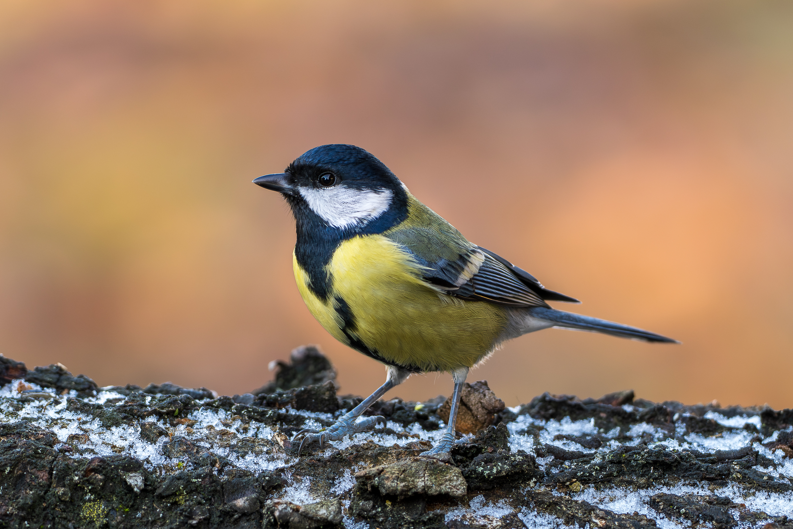 Nazwa:  PB230010.jpg
Wyświetleń: 67
Rozmiar:  3,00 MB