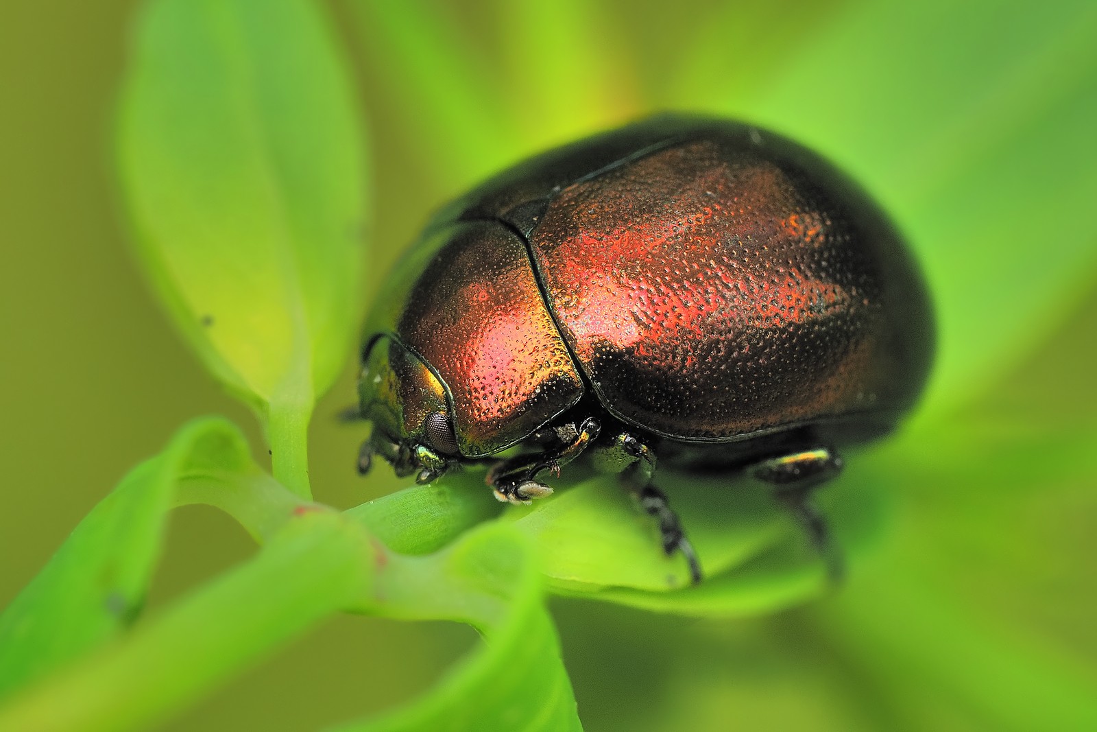 Nazwa:  złotka178747_56_61f.jpg
Wyświetleń: 14
Rozmiar:  252,0 KB