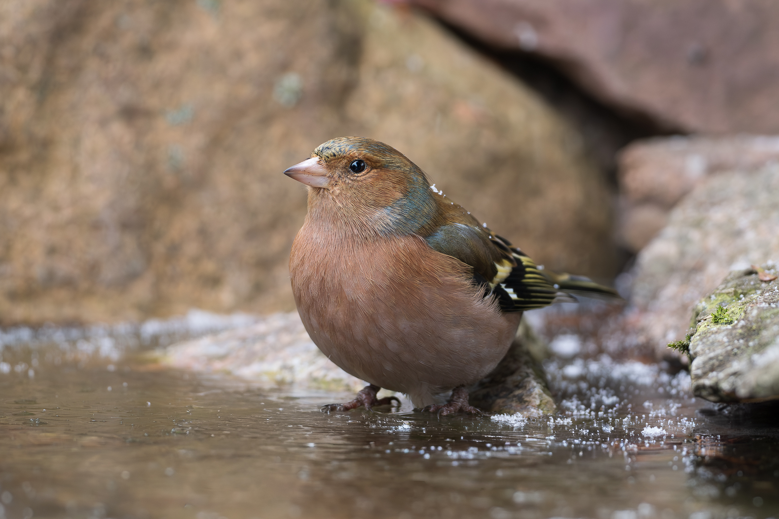 Nazwa:  PB240026.jpg
Wyświetleń: 20
Rozmiar:  2,37 MB