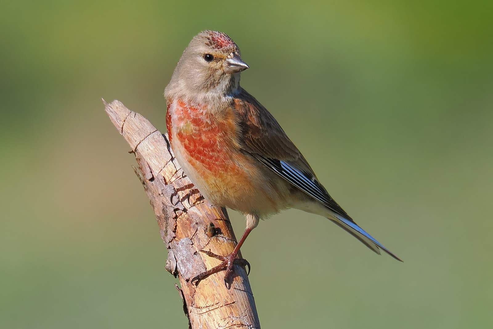 Nazwa:  makolągwa207065jf.jpg
Wyświetleń: 10
Rozmiar:  209,0 KB