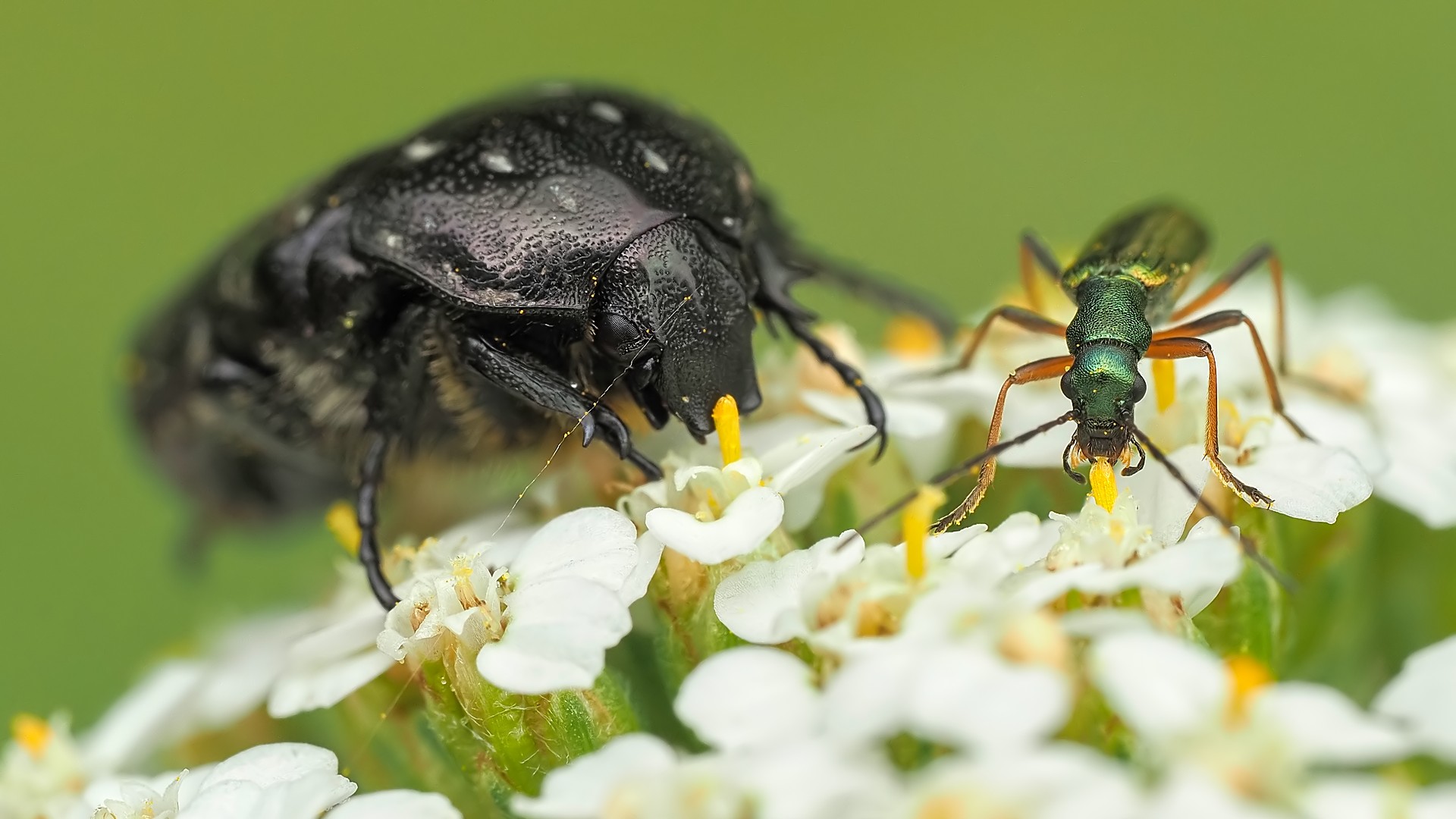 Nazwa:  łanocha z zalęszczycą198112mf.jpg
Wyświetleń: 11
Rozmiar:  256,8 KB