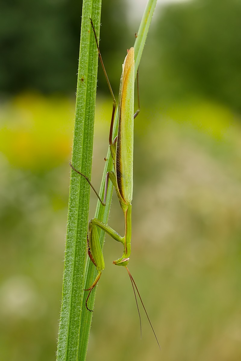 Nazwa:  modliszka50828gf.jpg
Wyświetleń: 12
Rozmiar:  130,0 KB
