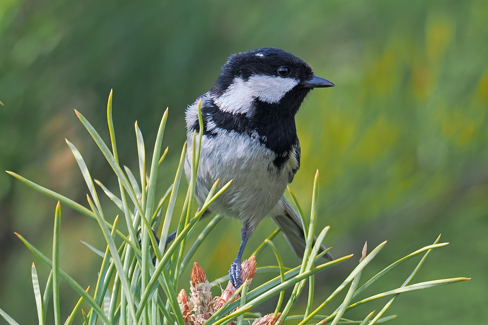 Nazwa:  sosnówka193845jf.jpg
Wyświetleń: 29
Rozmiar:  268,7 KB