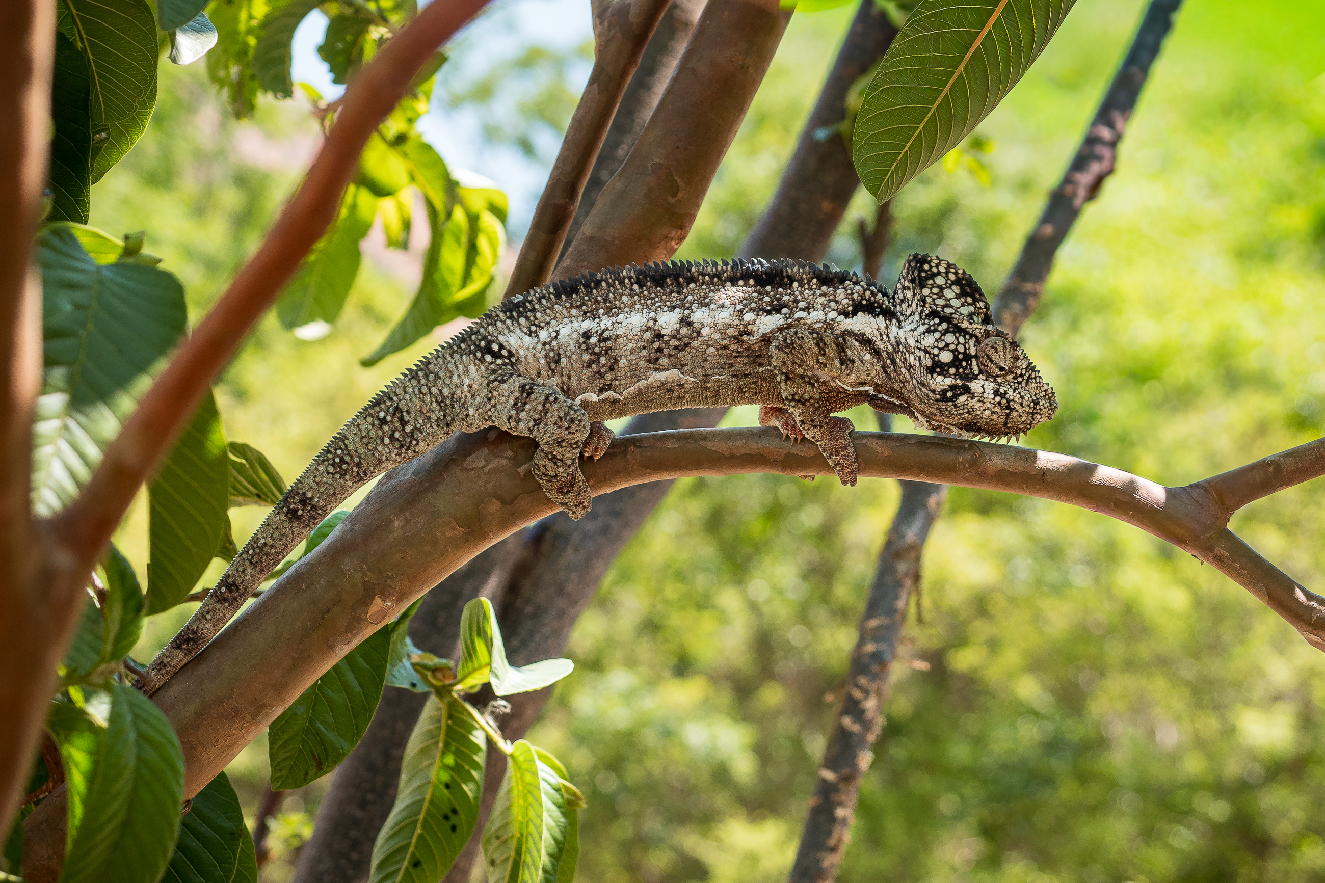 Nazwa:  PB010425.jpg
Wyświetleń: 35
Rozmiar:  3,62 MB