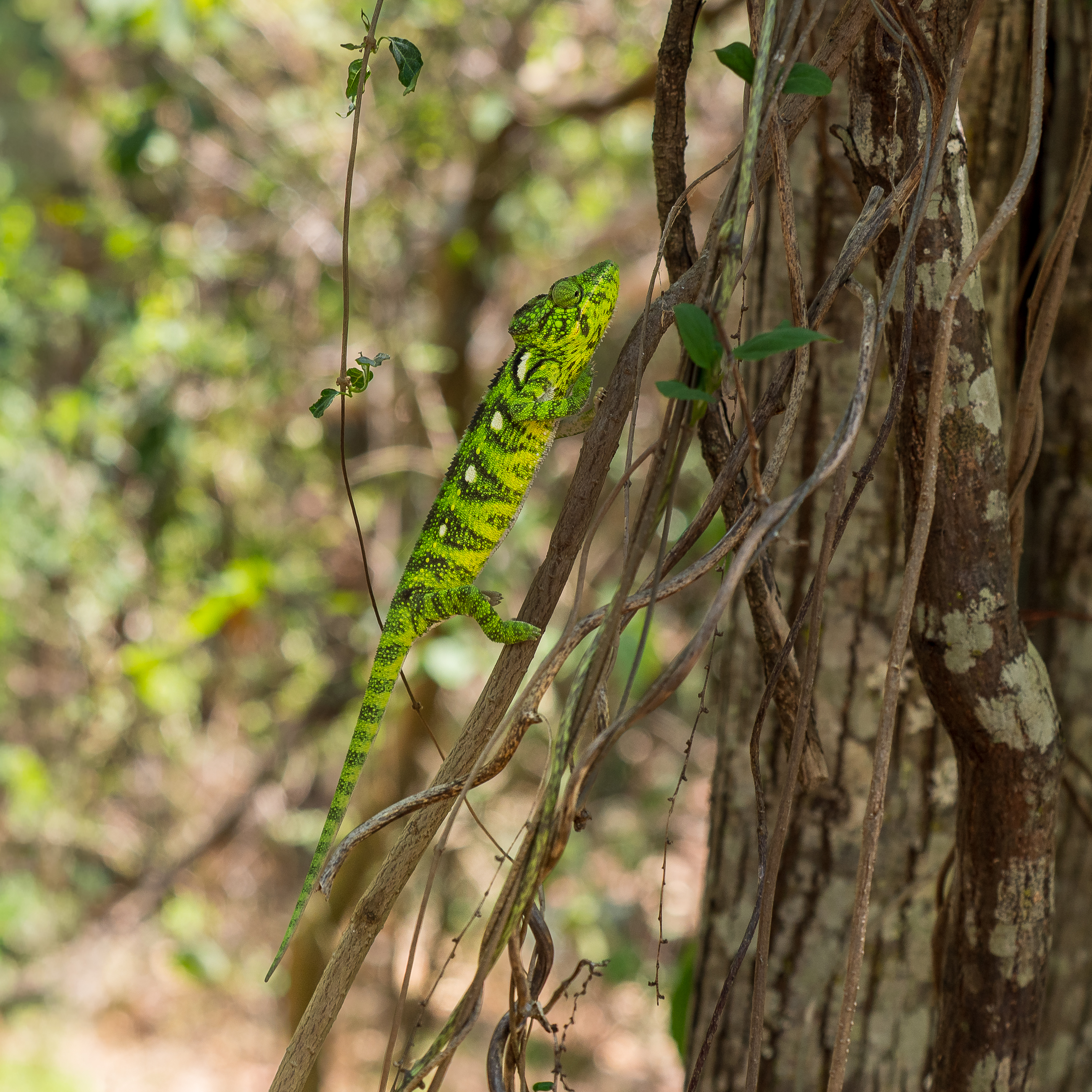 Nazwa:  PB030507.jpg
Wyświetleń: 39
Rozmiar:  4,92 MB