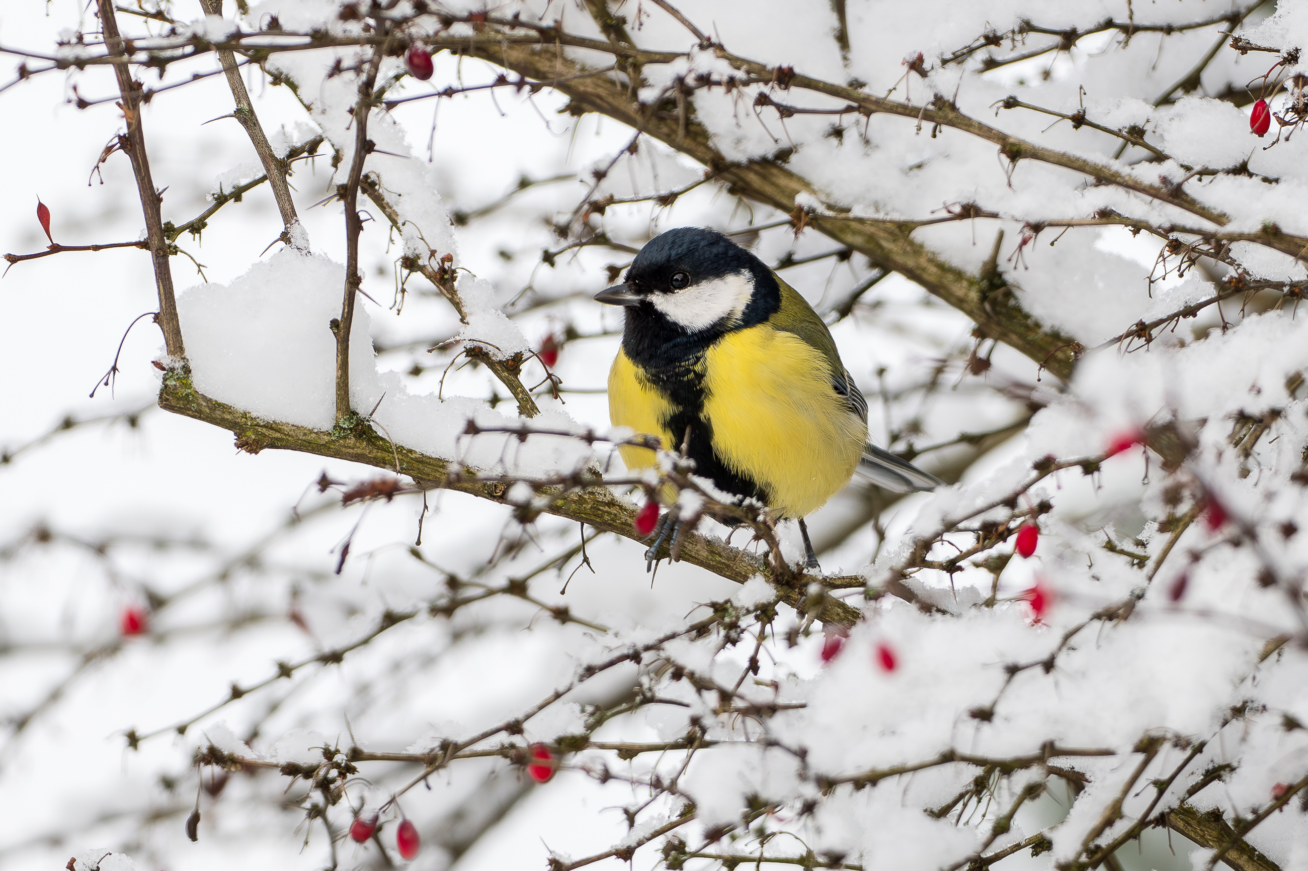 Nazwa:  PB250001.jpg
Wyświetleń: 82
Rozmiar:  2,53 MB