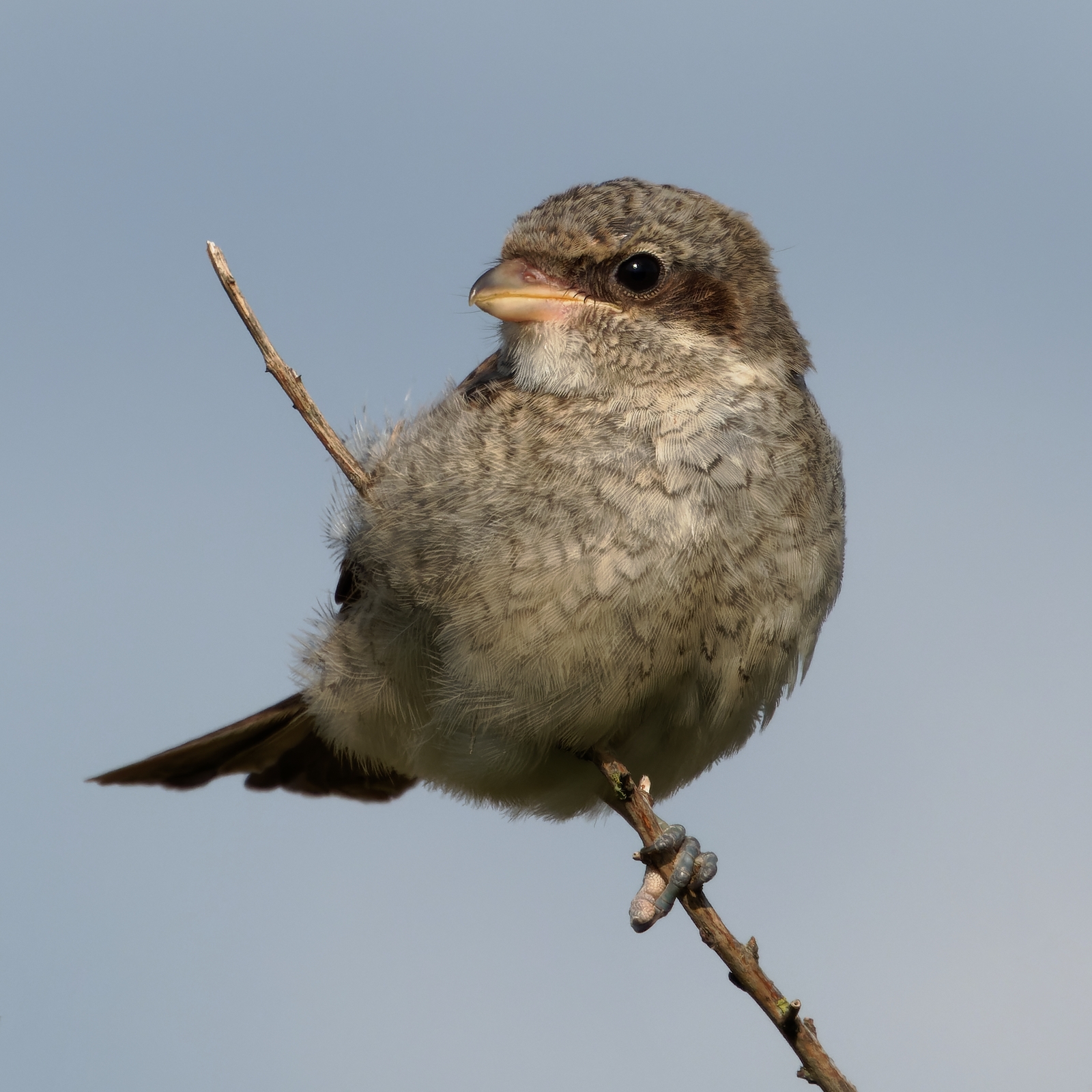 Nazwa:  młody gąsiorek.jpg
Wyświetleń: 77
Rozmiar:  1,25 MB
