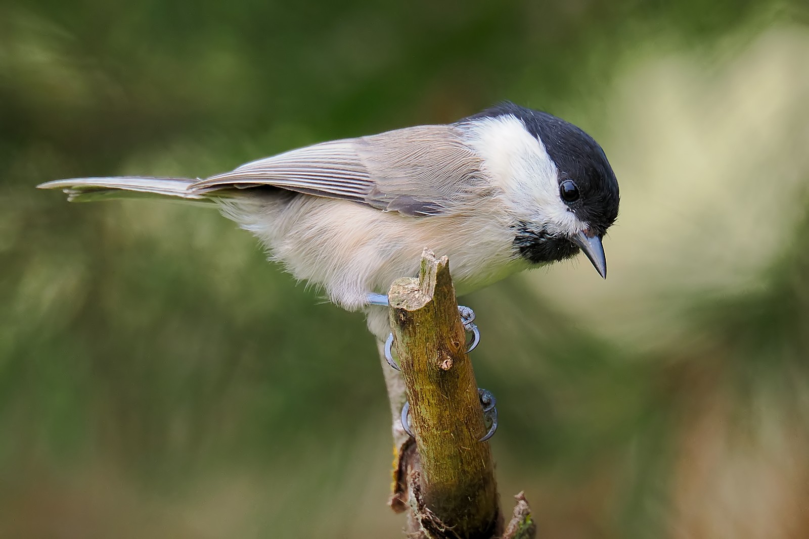 Nazwa:  czarnogłówka324442jf.jpg
Wyświetleń: 49
Rozmiar:  207,1 KB