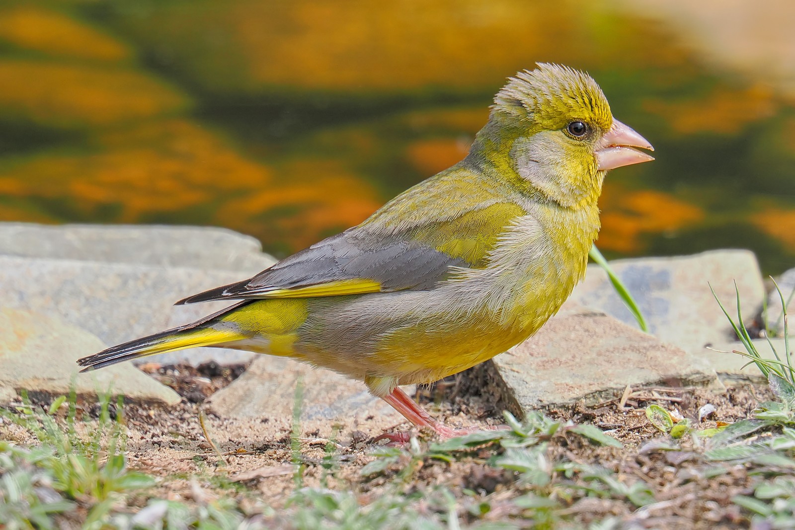 Nazwa:  dzwoniec231031jf.jpg
Wyświetleń: 28
Rozmiar:  407,0 KB