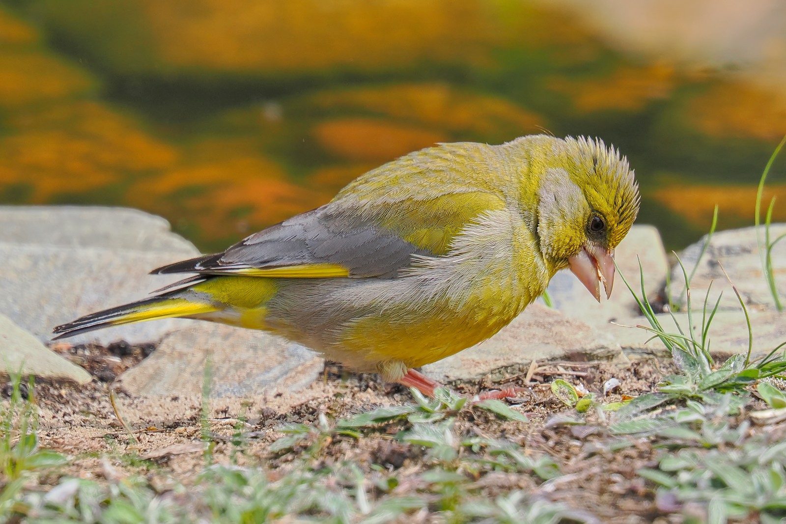 Nazwa:  dzwoniec231076jf.jpg
Wyświetleń: 26
Rozmiar:  395,4 KB