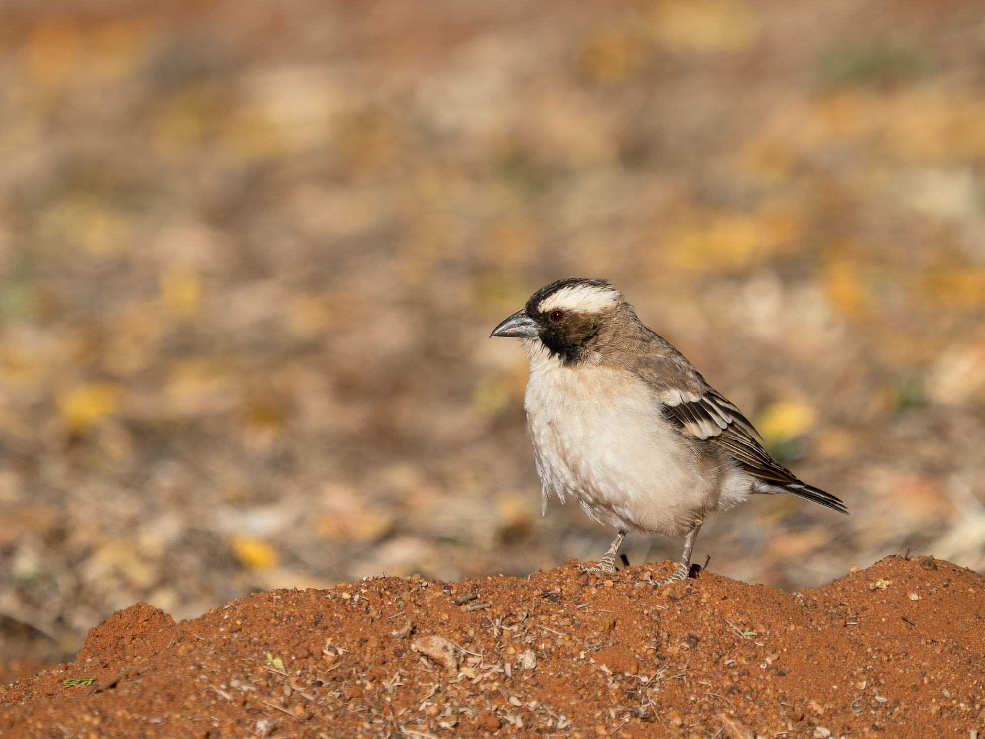 Nazwa:  Plocepasser mahali - Dziergacz białobrewy - 20250626_081449_2000.jpg
Wyświetleń: 37
Rozmiar:  1.007,6 KB