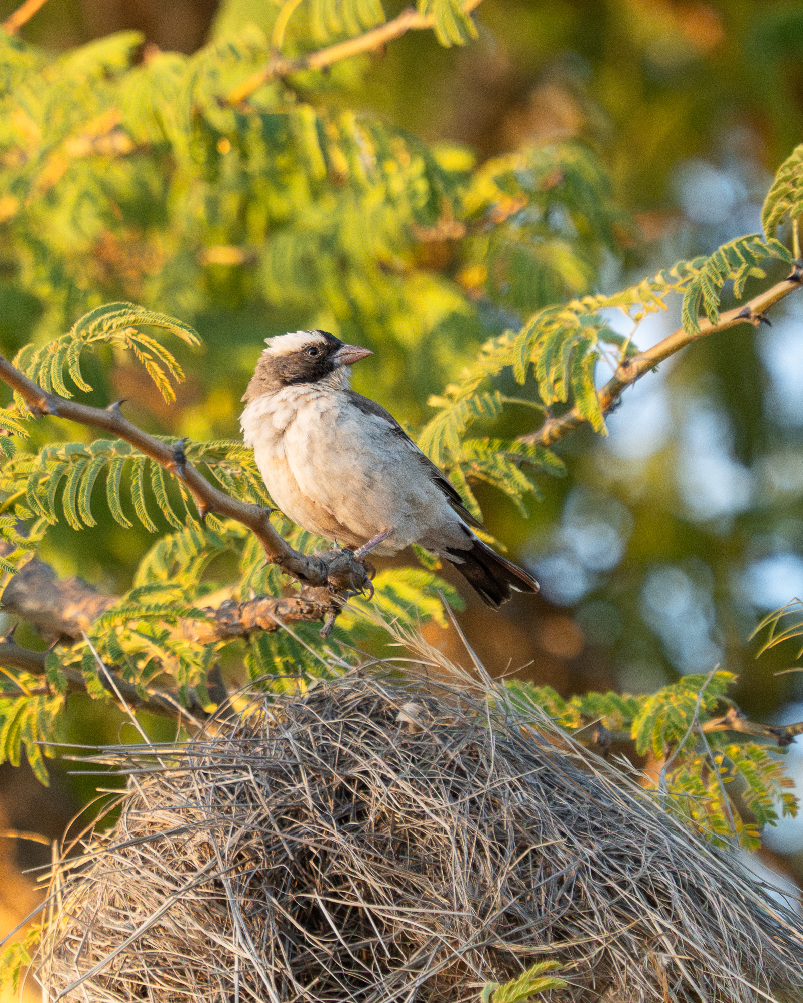 Nazwa:  Plocepasser mahali - Dziergacz białobrewy - 20250625_165319_2000.jpg
Wyświetleń: 32
Rozmiar:  2,10 MB