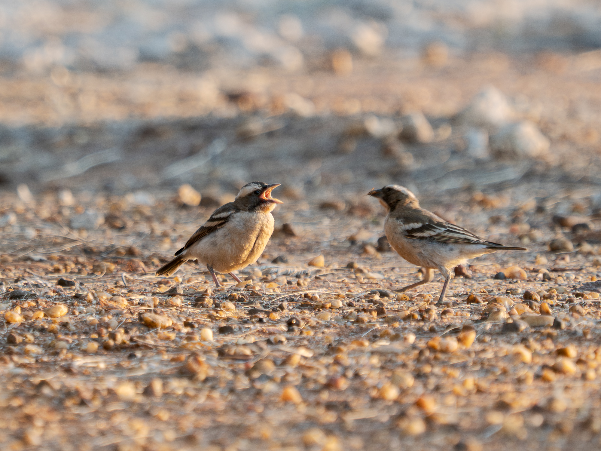Nazwa:  Plocepasser mahali - Dziergacz białobrewy - 20250624_165512_2000.jpg
Wyświetleń: 33
Rozmiar:  1,21 MB