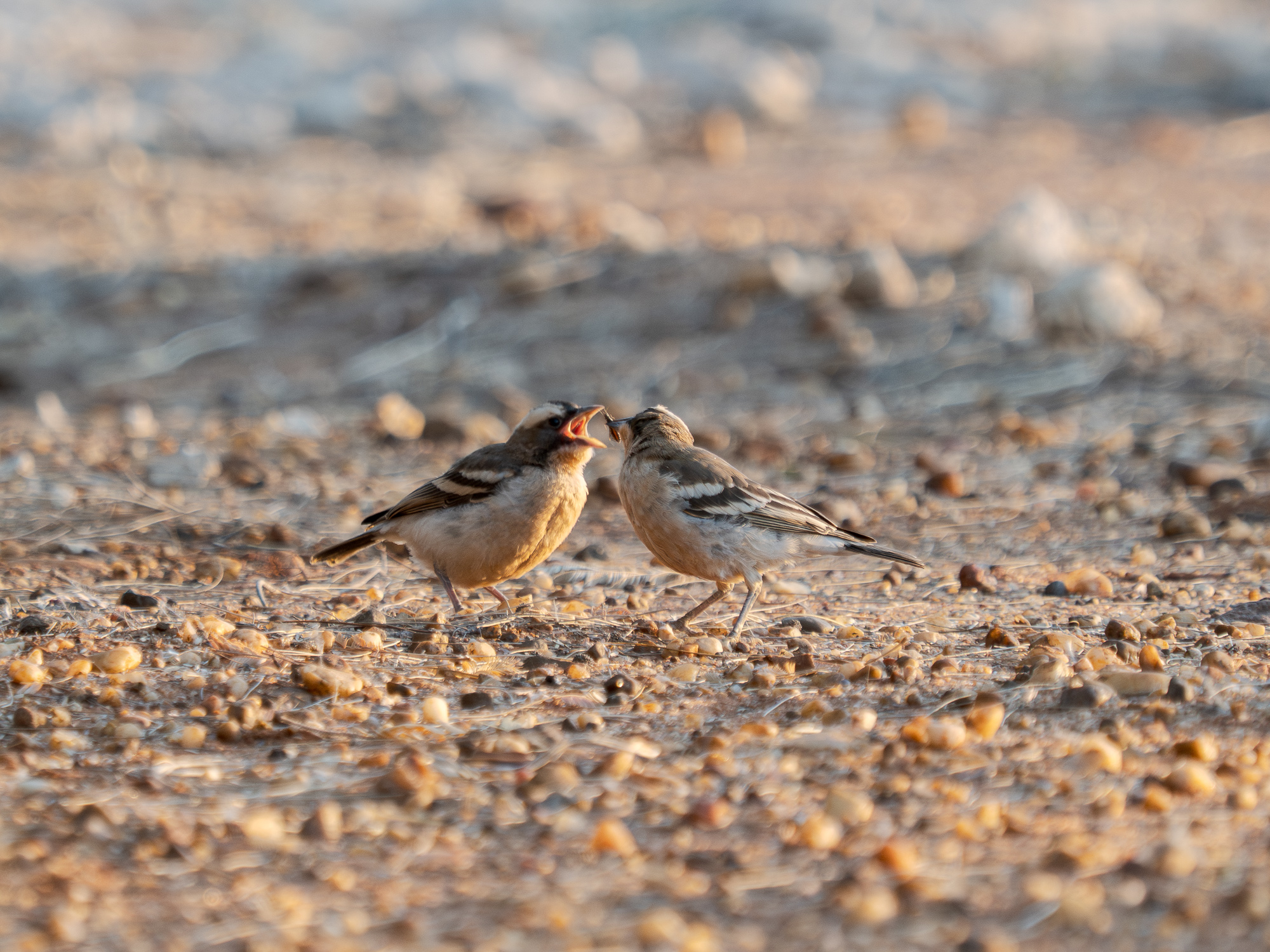 Nazwa:  Plocepasser mahali - Dziergacz białobrewy - 20250624_165514_2000.jpg
Wyświetleń: 31
Rozmiar:  1,23 MB