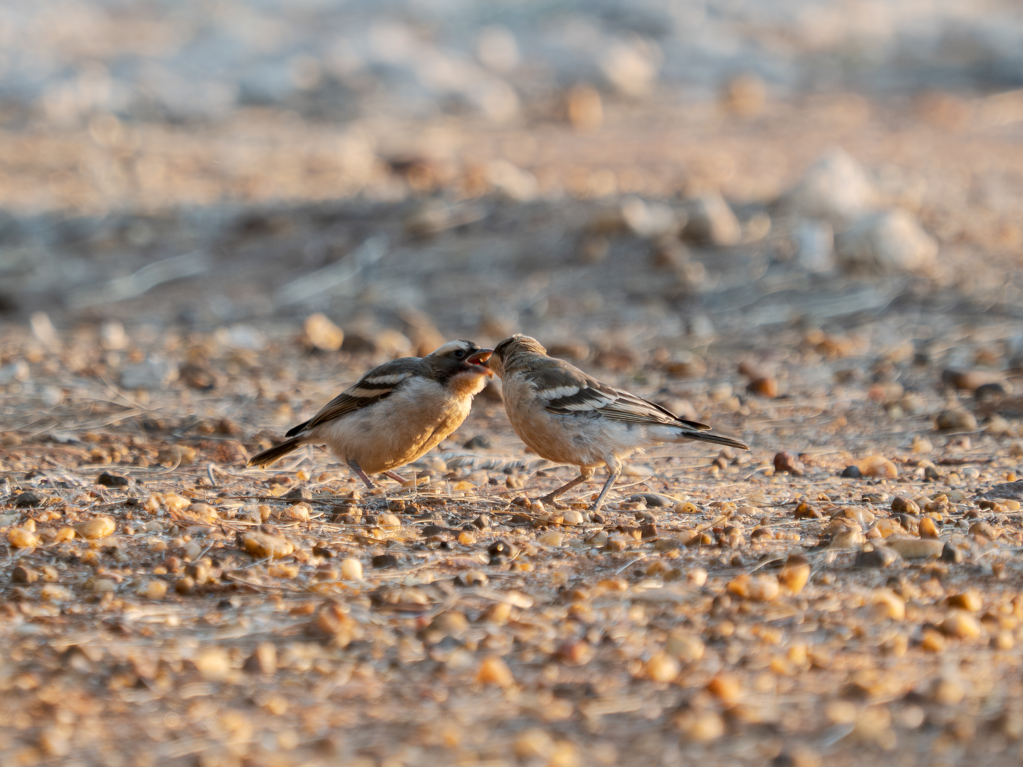 Nazwa:  Plocepasser mahali - Dziergacz białobrewy - 20250624_165514-2_2000.jpg
Wyświetleń: 31
Rozmiar:  1,22 MB