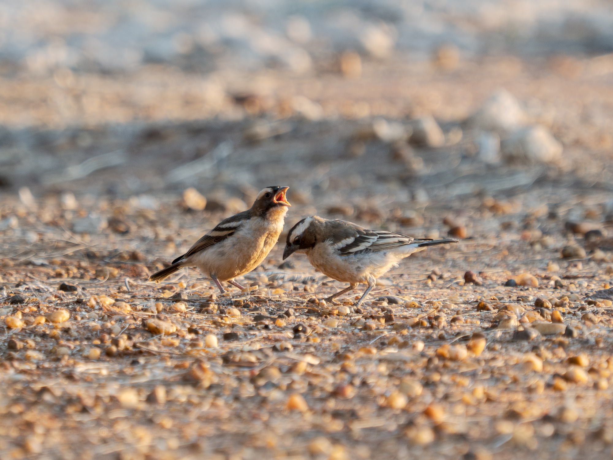 Nazwa:  Plocepasser mahali - Dziergacz białobrewy - 20250624_165515_2000.jpg
Wyświetleń: 33
Rozmiar:  1,22 MB