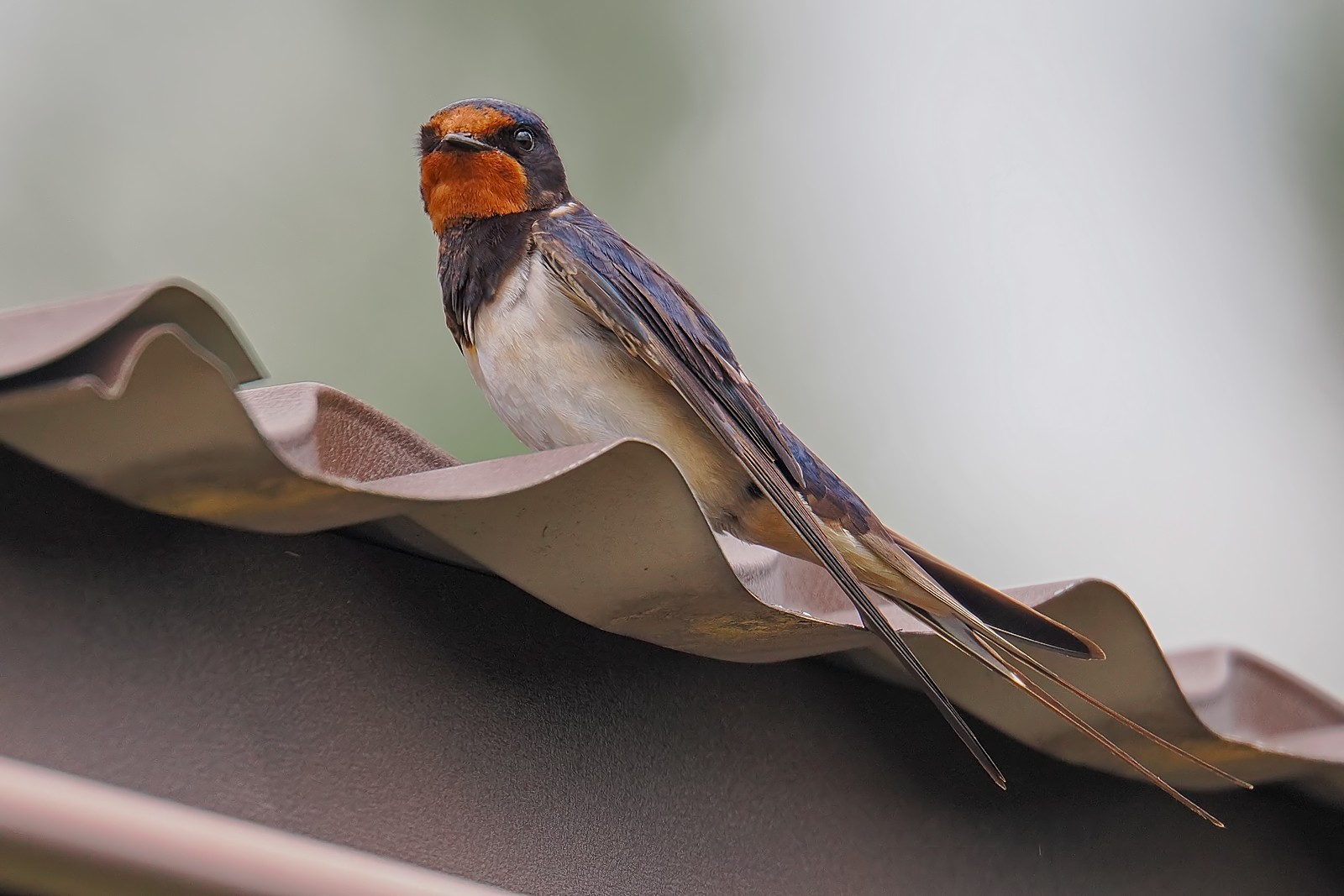 Nazwa:  dymówka256331jf.jpg
Wyświetleń: 115
Rozmiar:  221,0 KB