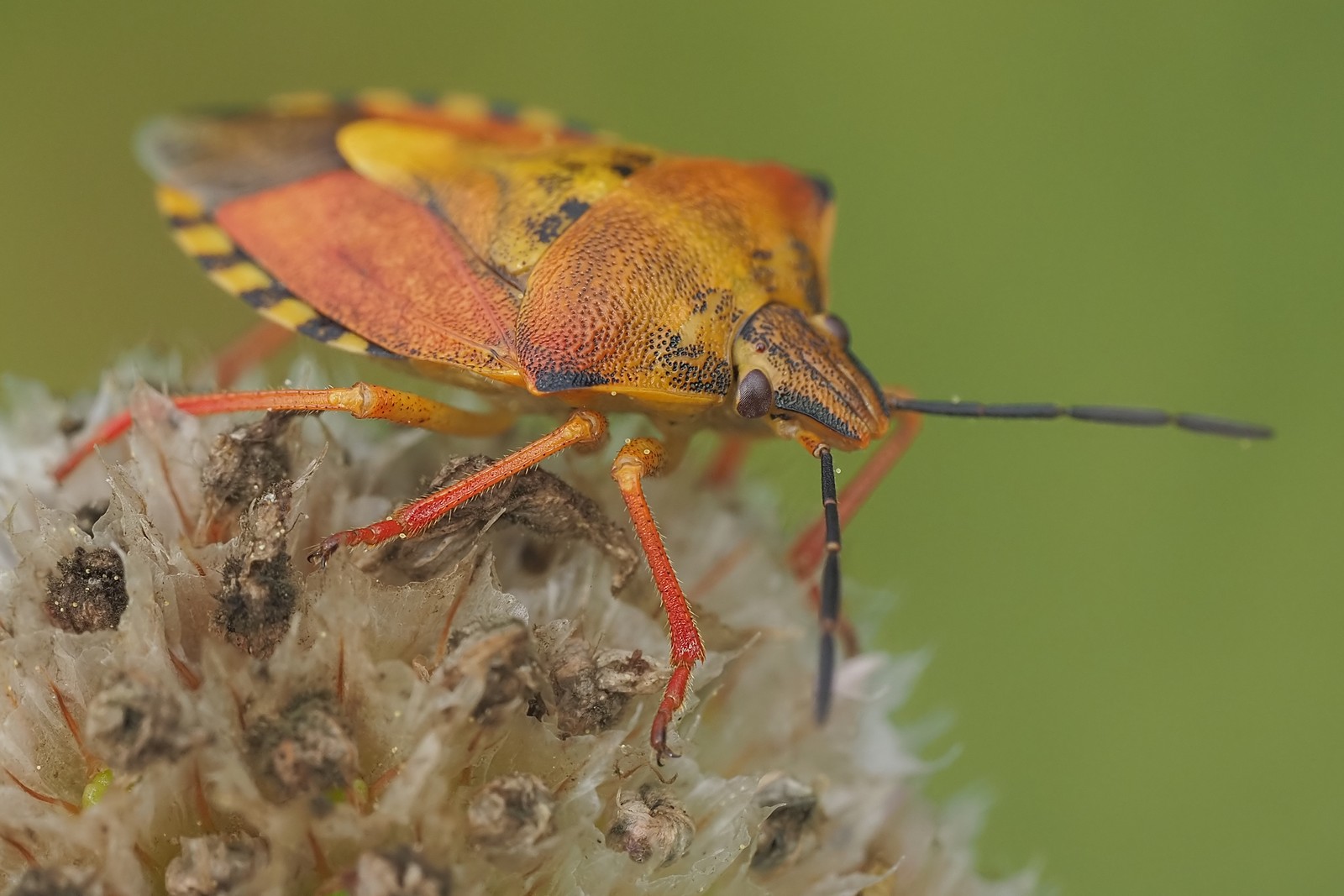 Nazwa:  borczyniec099039mf.jpg
Wyświetleń: 64
Rozmiar:  232,0 KB