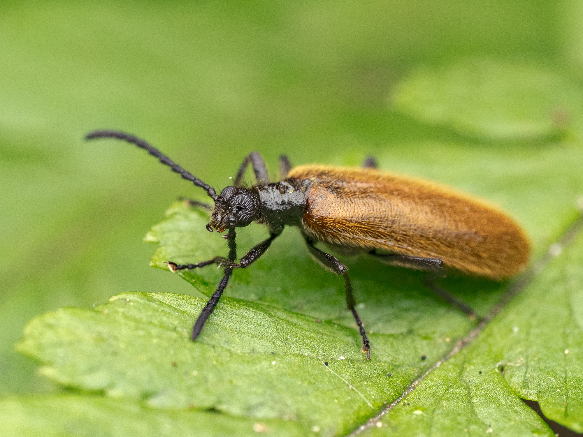 Nazwa:  Lagria hirta - Omięk powolny - 20250704_121956_2000.jpg
Wyświetleń: 64
Rozmiar:  1,55 MB
