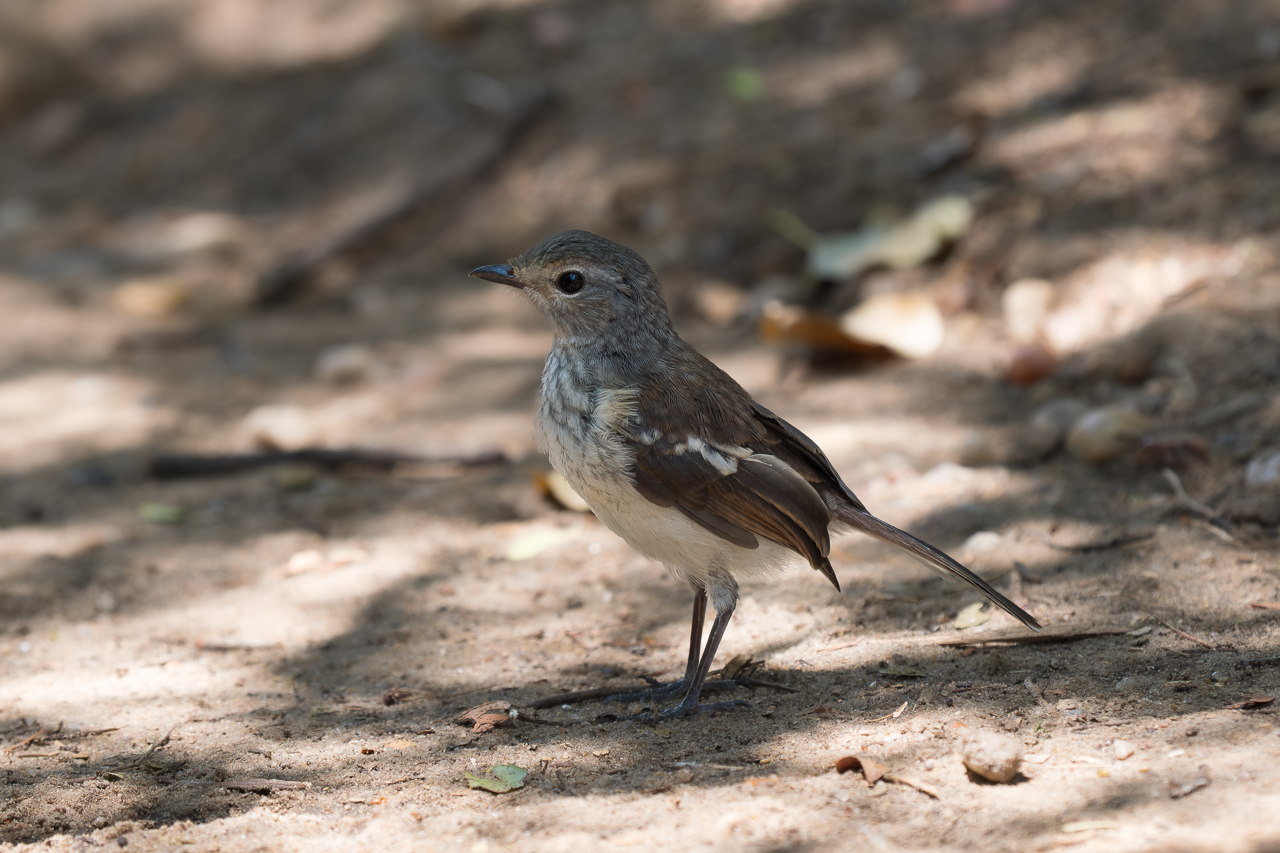 Nazwa:  PB040680.jpg
Wyświetleń: 6
Rozmiar:  2,19 MB