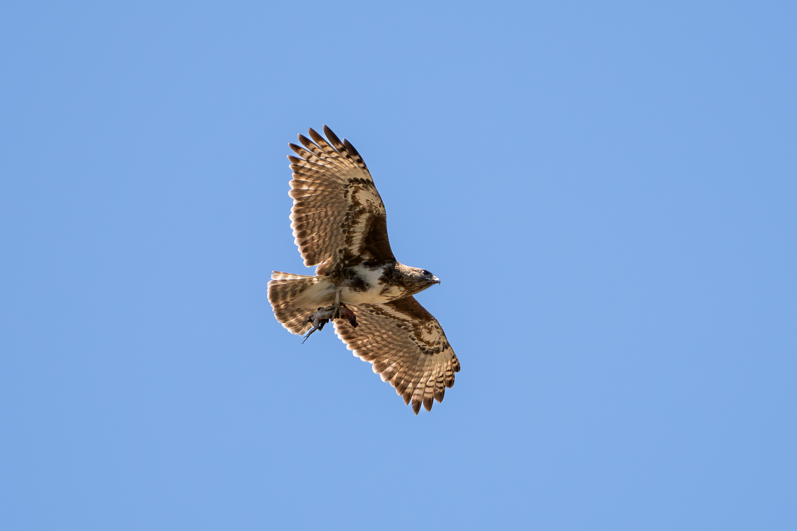 Nazwa:  PB040669.jpg
Wyświetleń: 6
Rozmiar:  1,34 MB